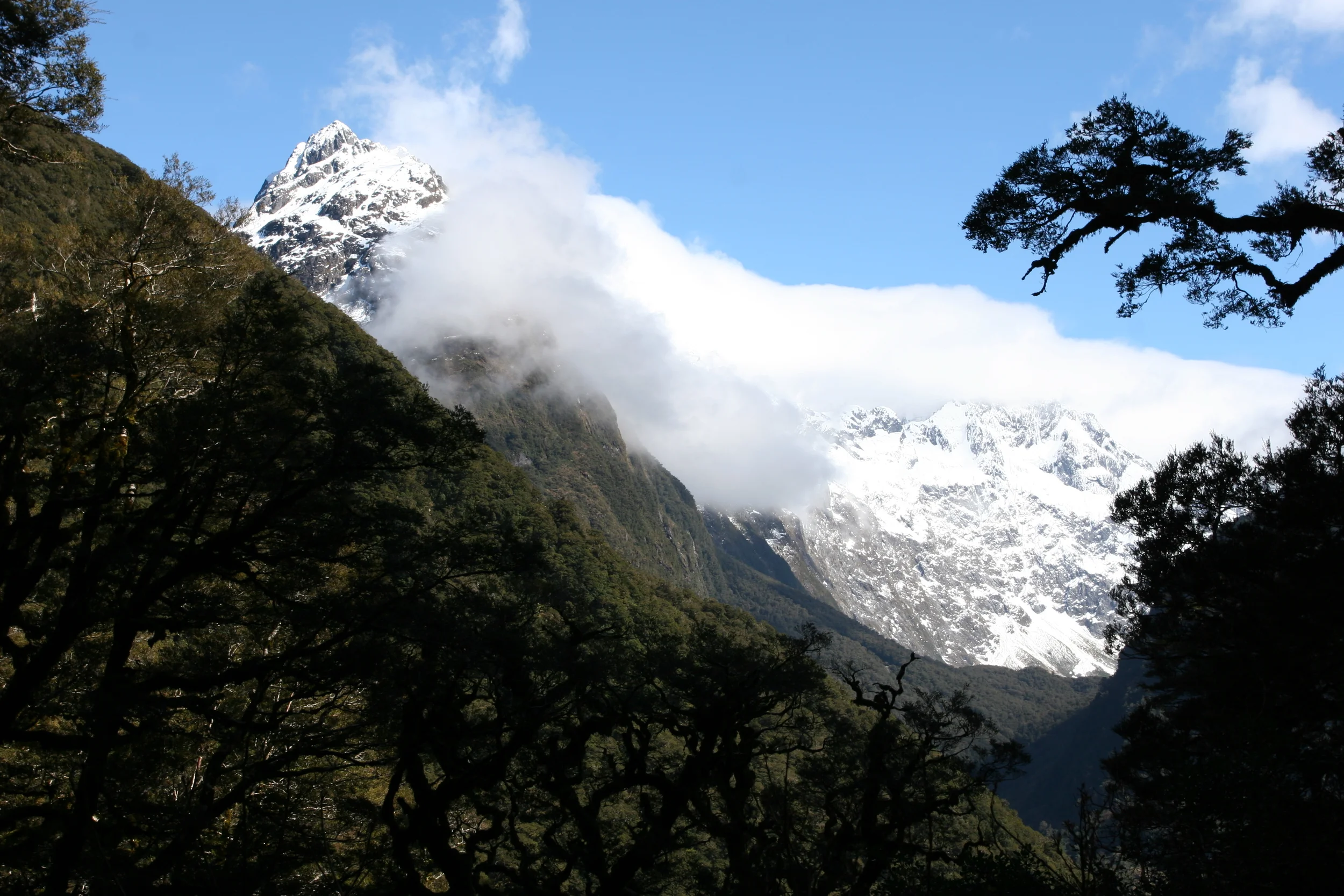 Beech Forest looking out on New Zealand's Southern Alps at the start of Routeburn Track