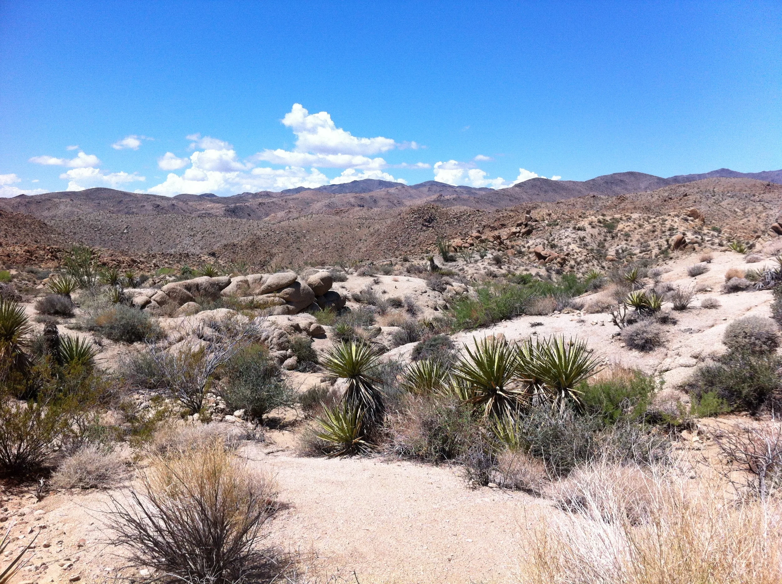 Cottonwood Springs to Mastodon Peak