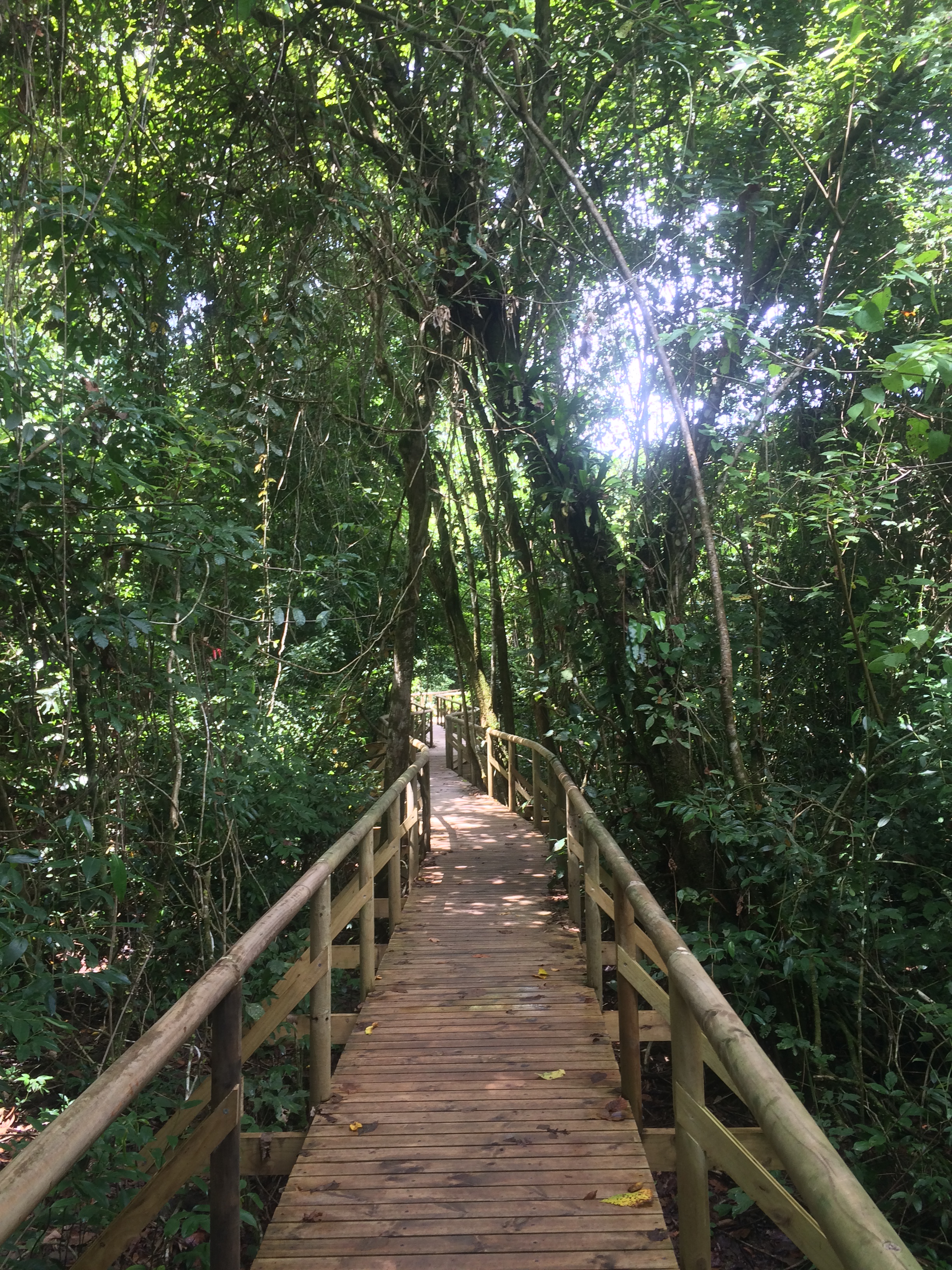 Sloth Trail, Manuel Antonio National Park