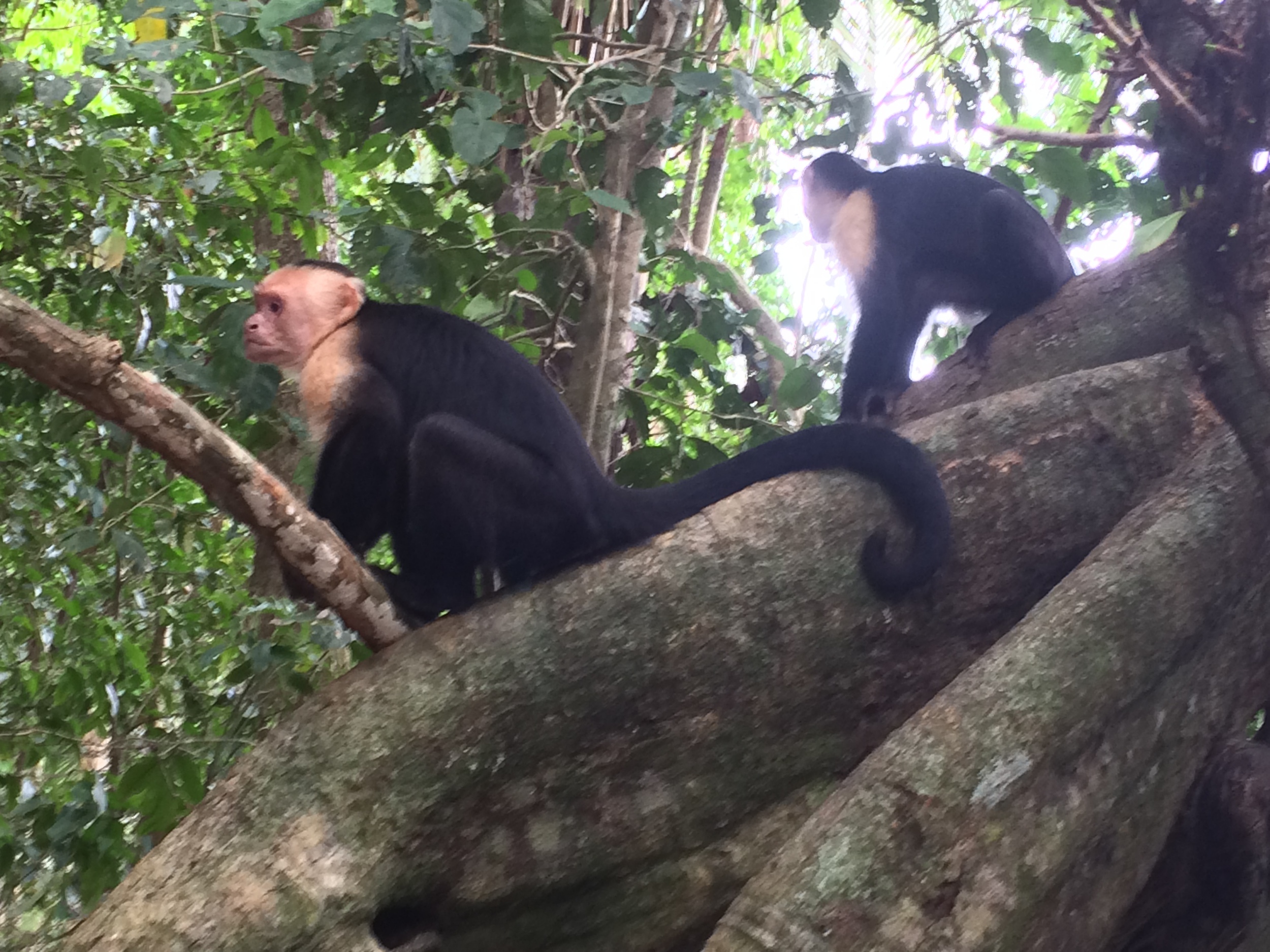 Capuchin Monkeys, Manuel Antonio National Park