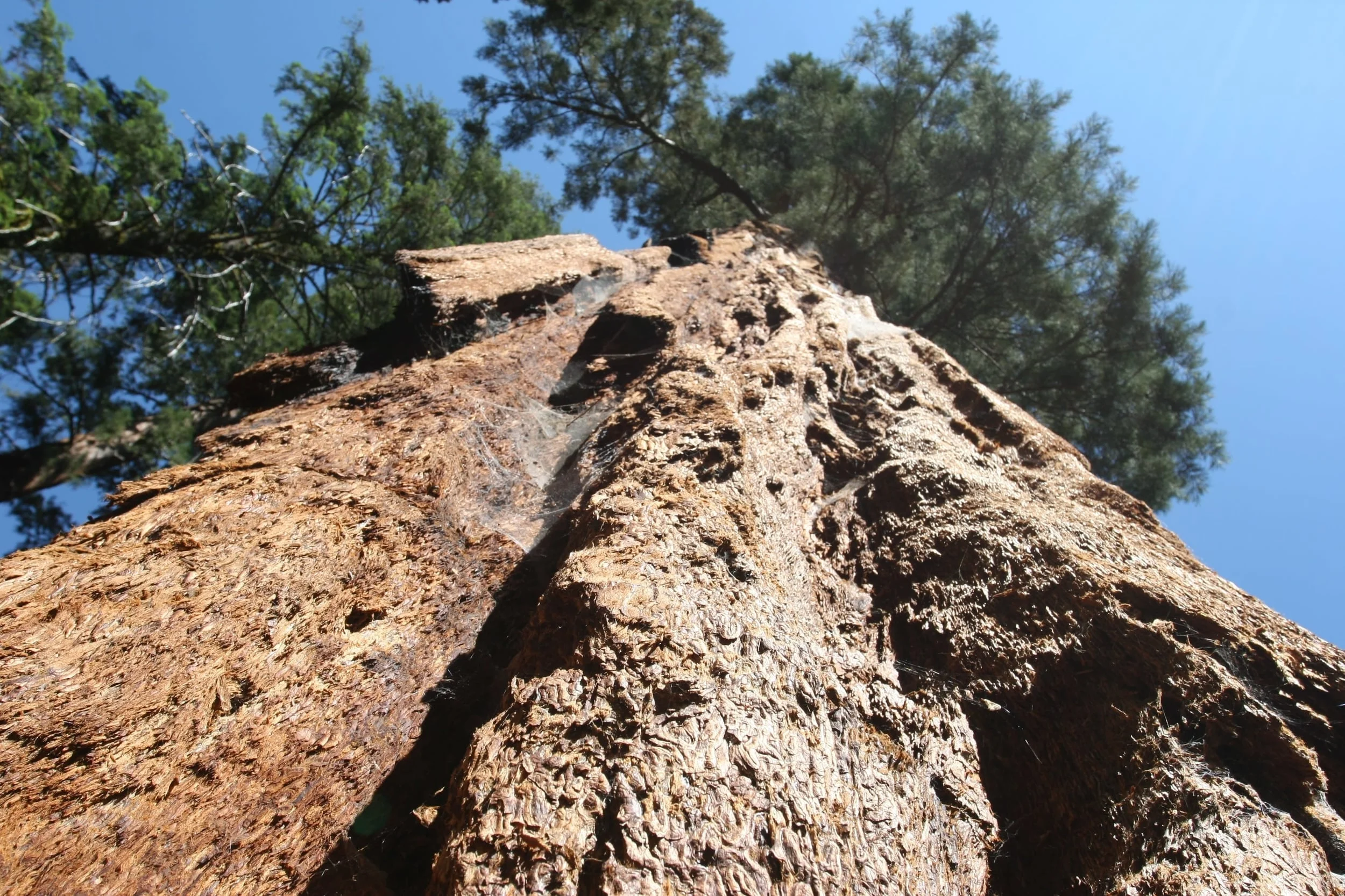 General Sherman Tree