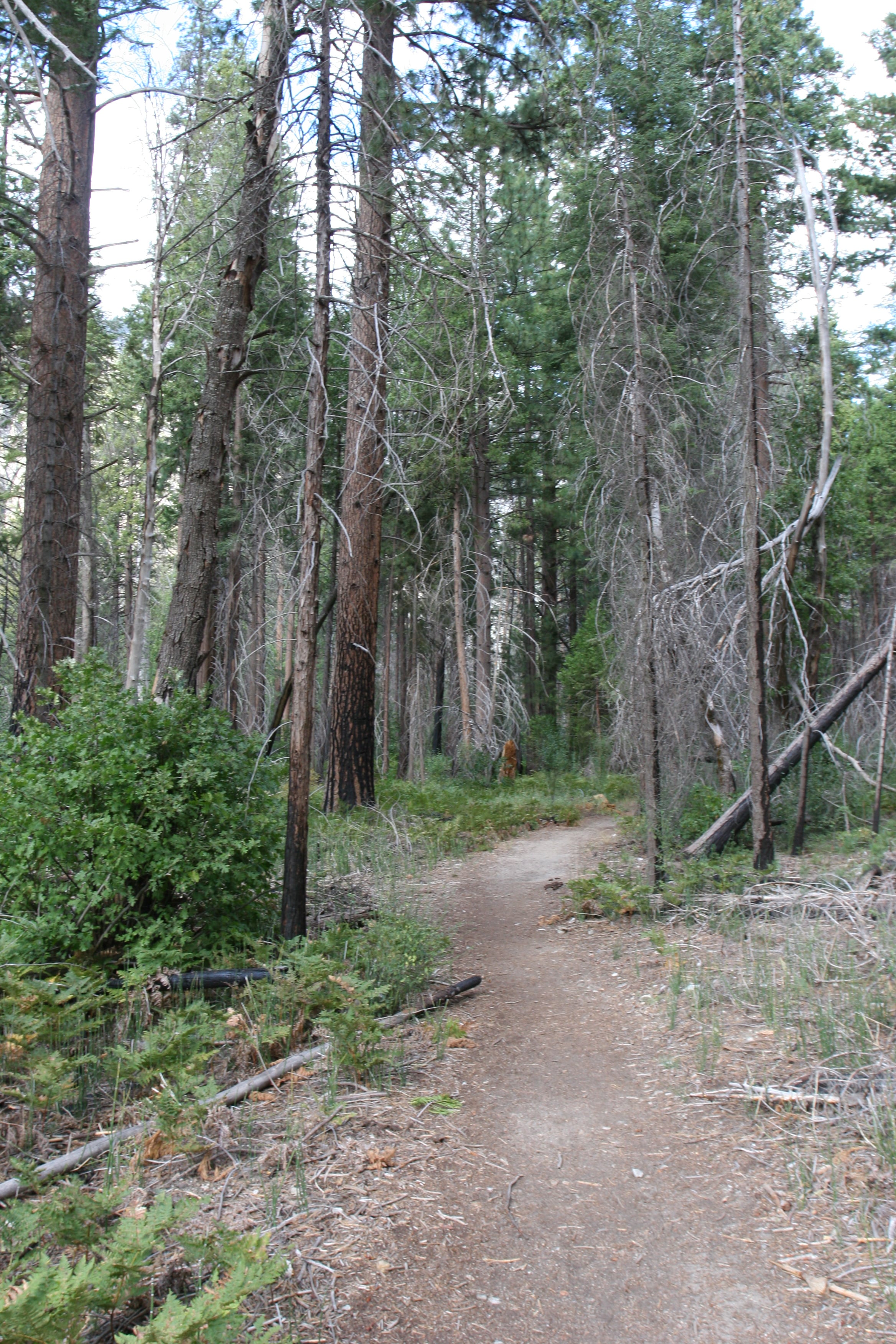 Trail Through Zumwalt Meadows