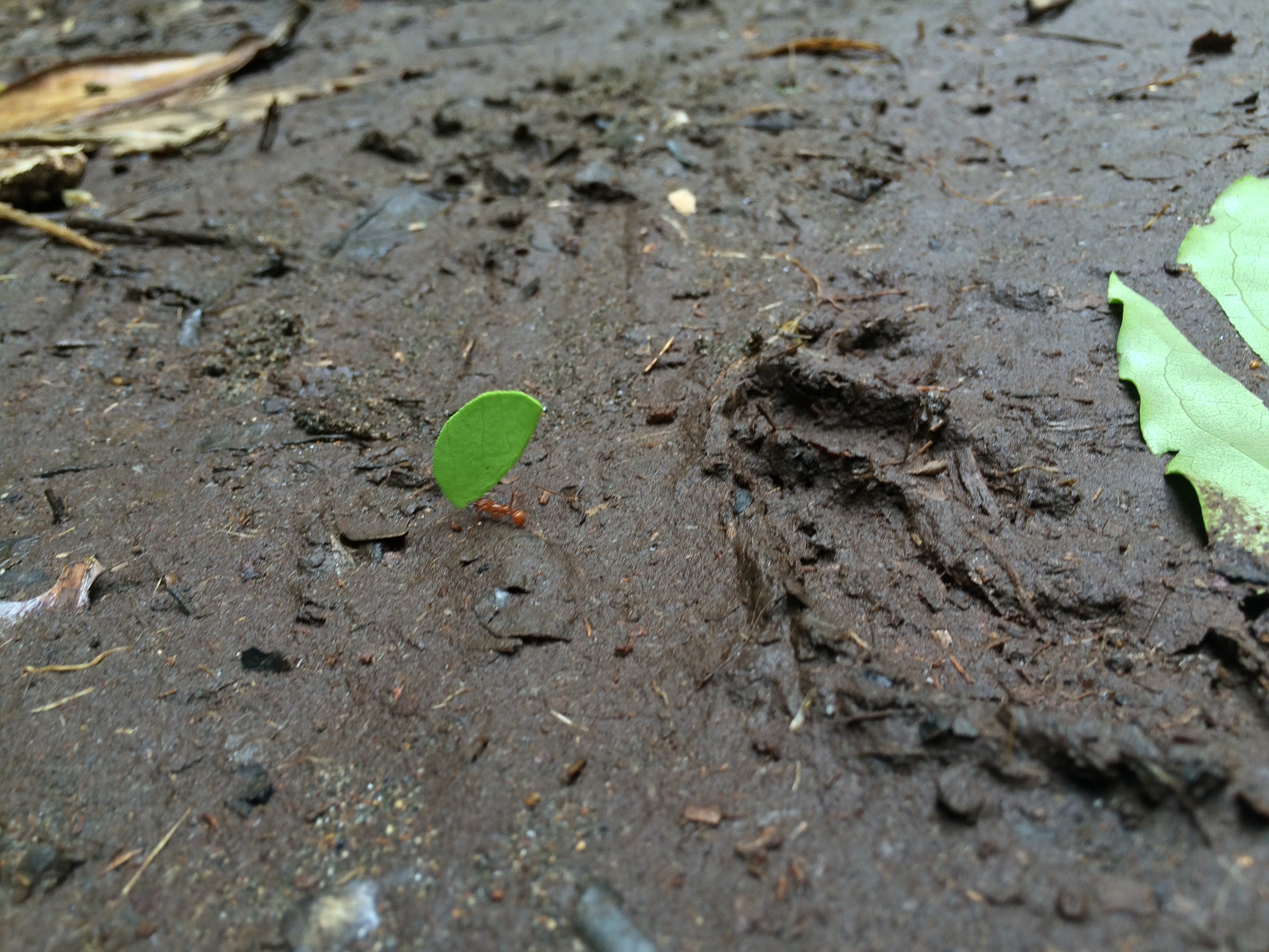 Leafcutter ants, Tortuguero National Park