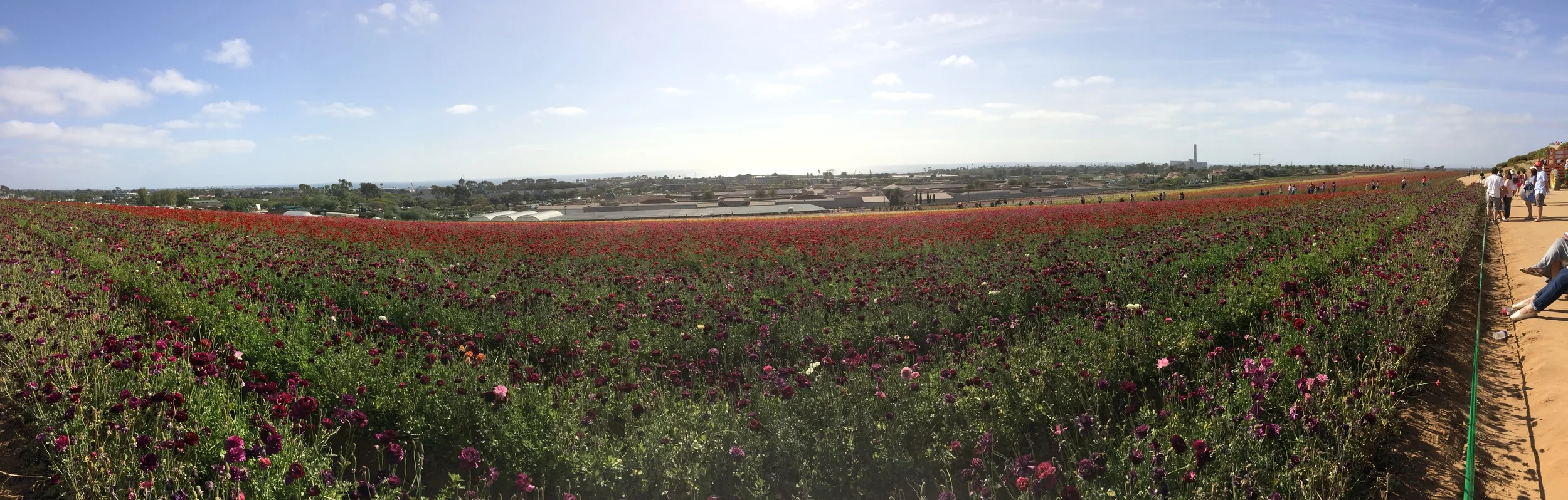 Carlsbad Flower Fields