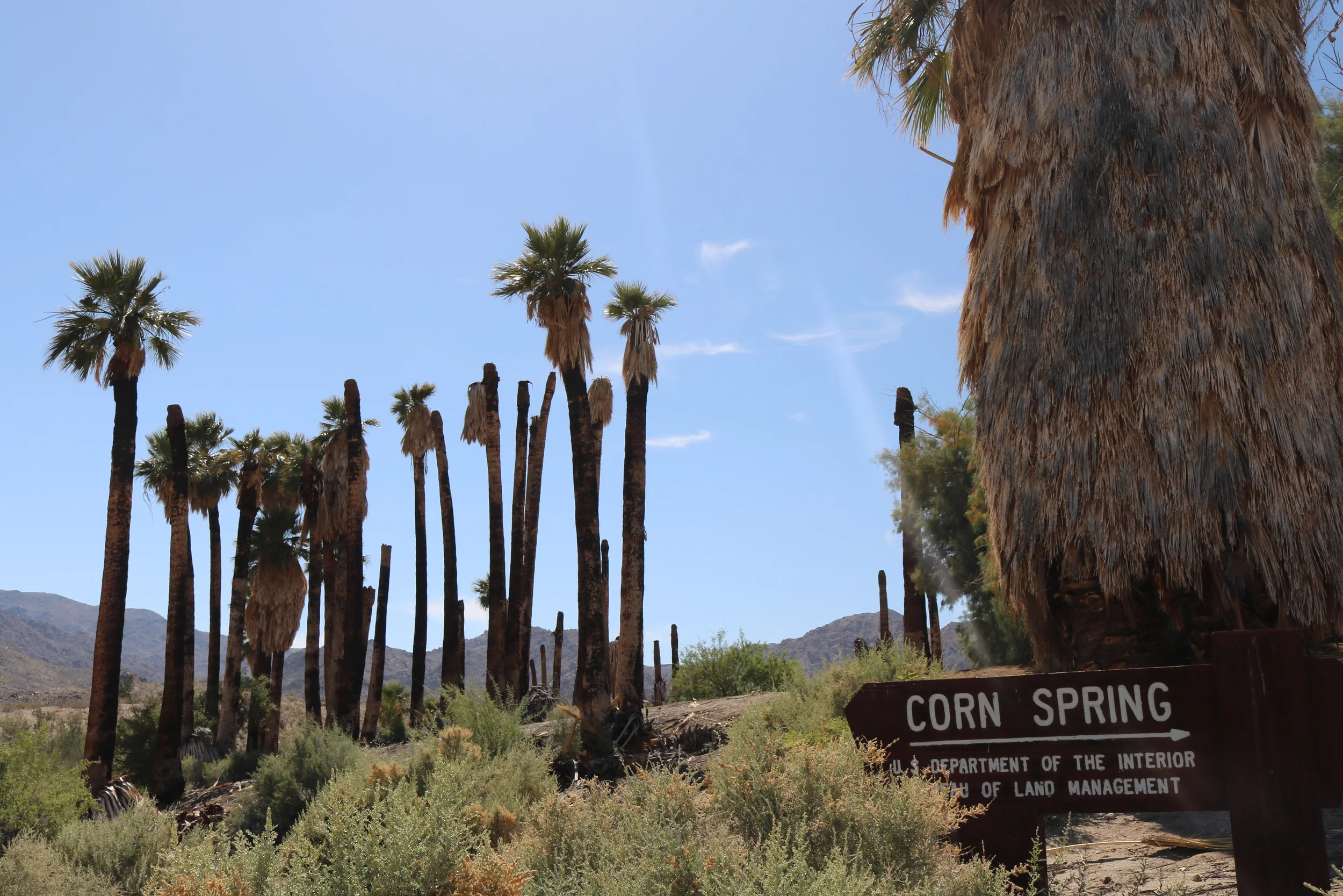 Corn Springs
