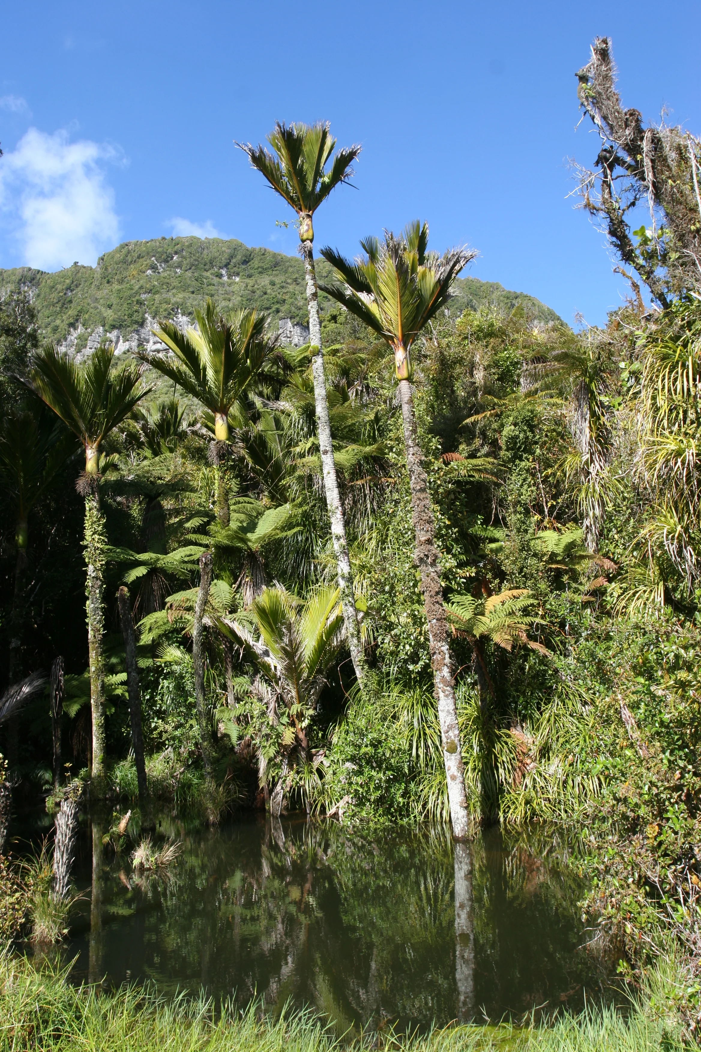 Lush rainforest growth at the start of the Truman Track