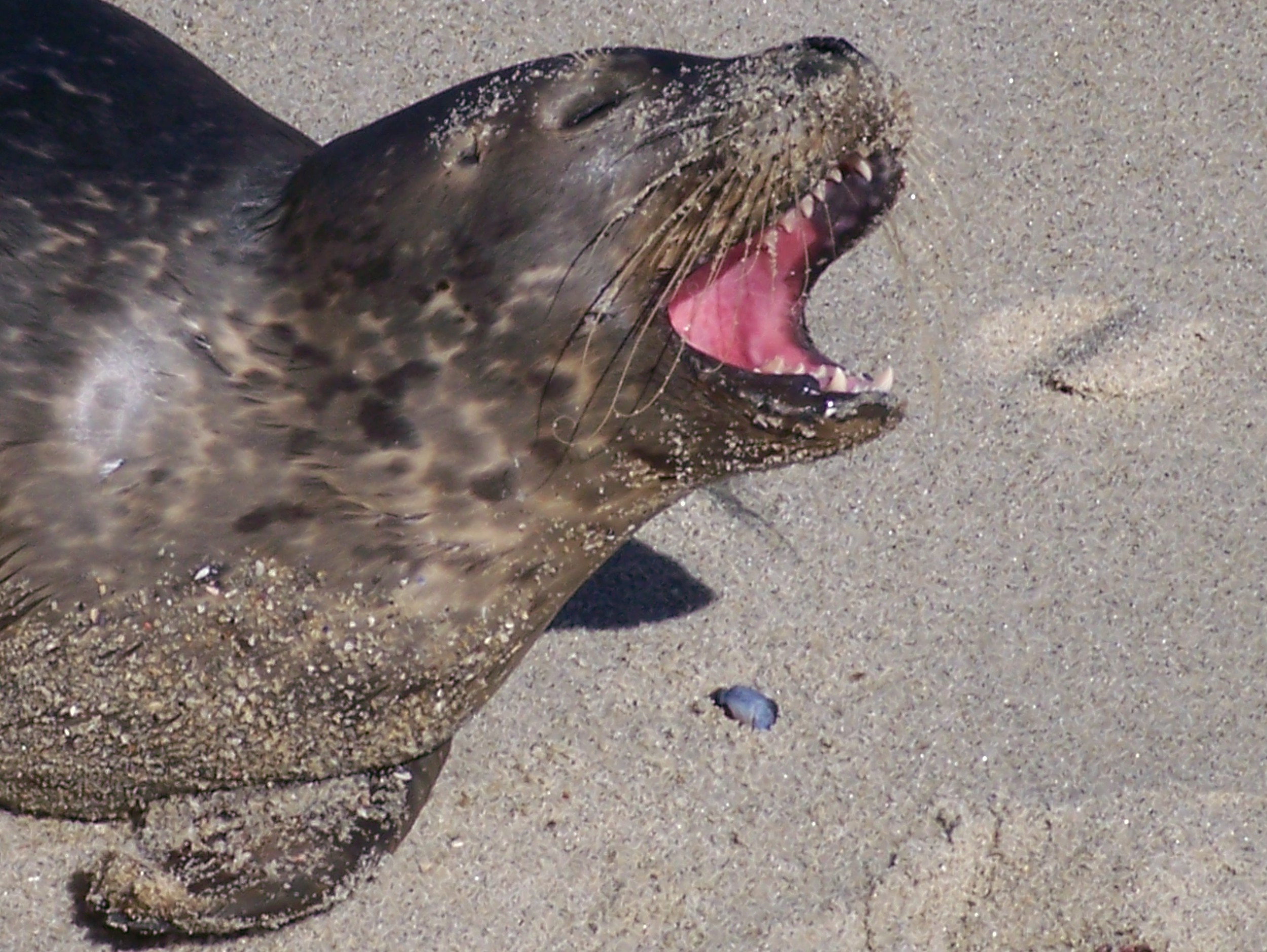 La Jolla Cove and the Children's Pool provide year round wildlife viewing opportunities.
