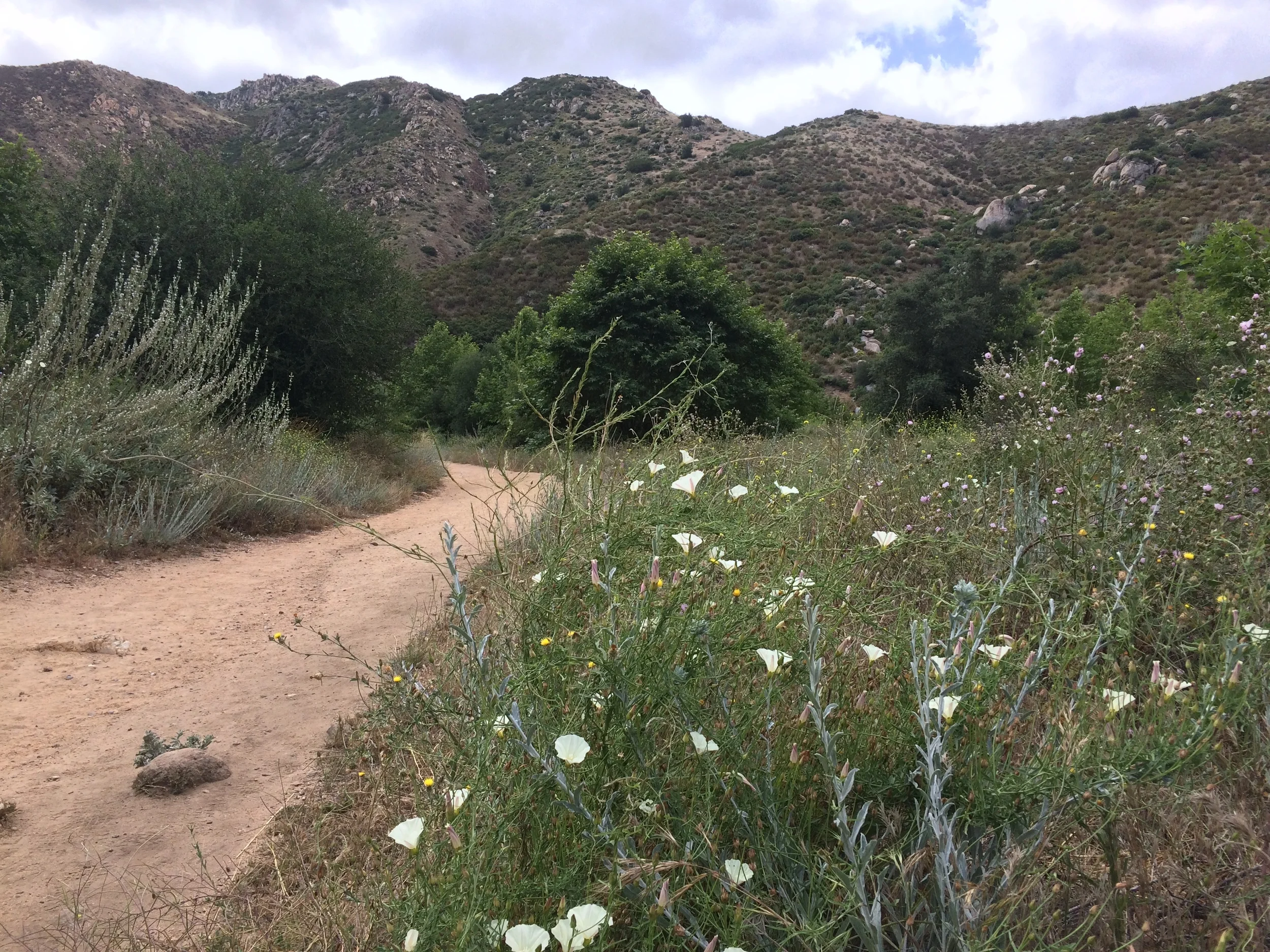 During the spring and winter months, hikers will see native wildflowers on the trail.