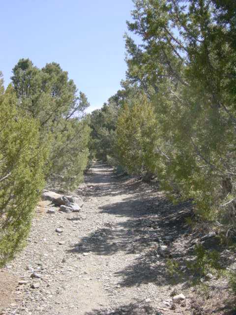 Wildrose Peak Trail