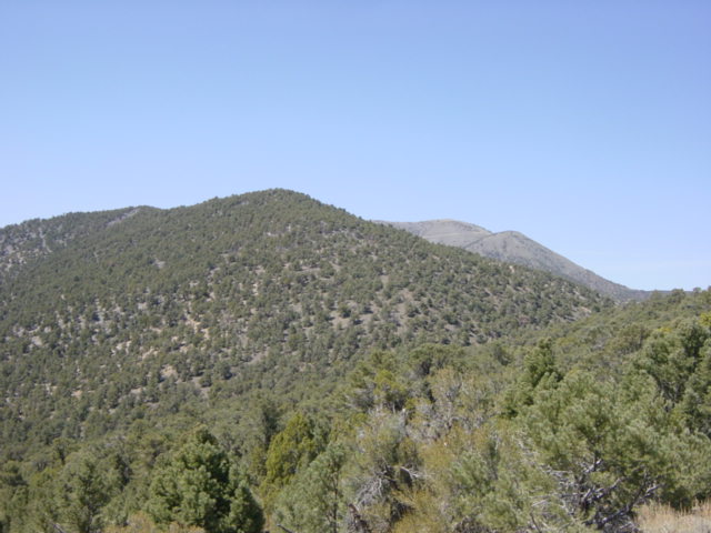 Wildrose Peak Trail
