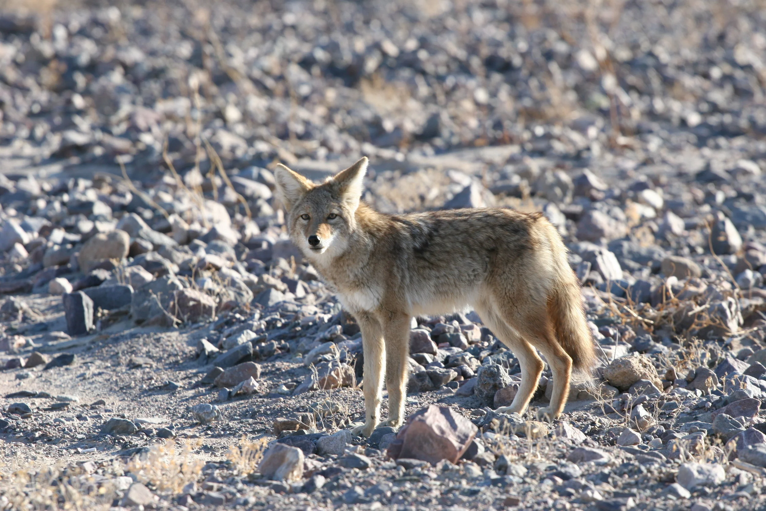 Even though Death Valley is a hostile environment, it also is full of wildlife who have adapted to the desert climate.