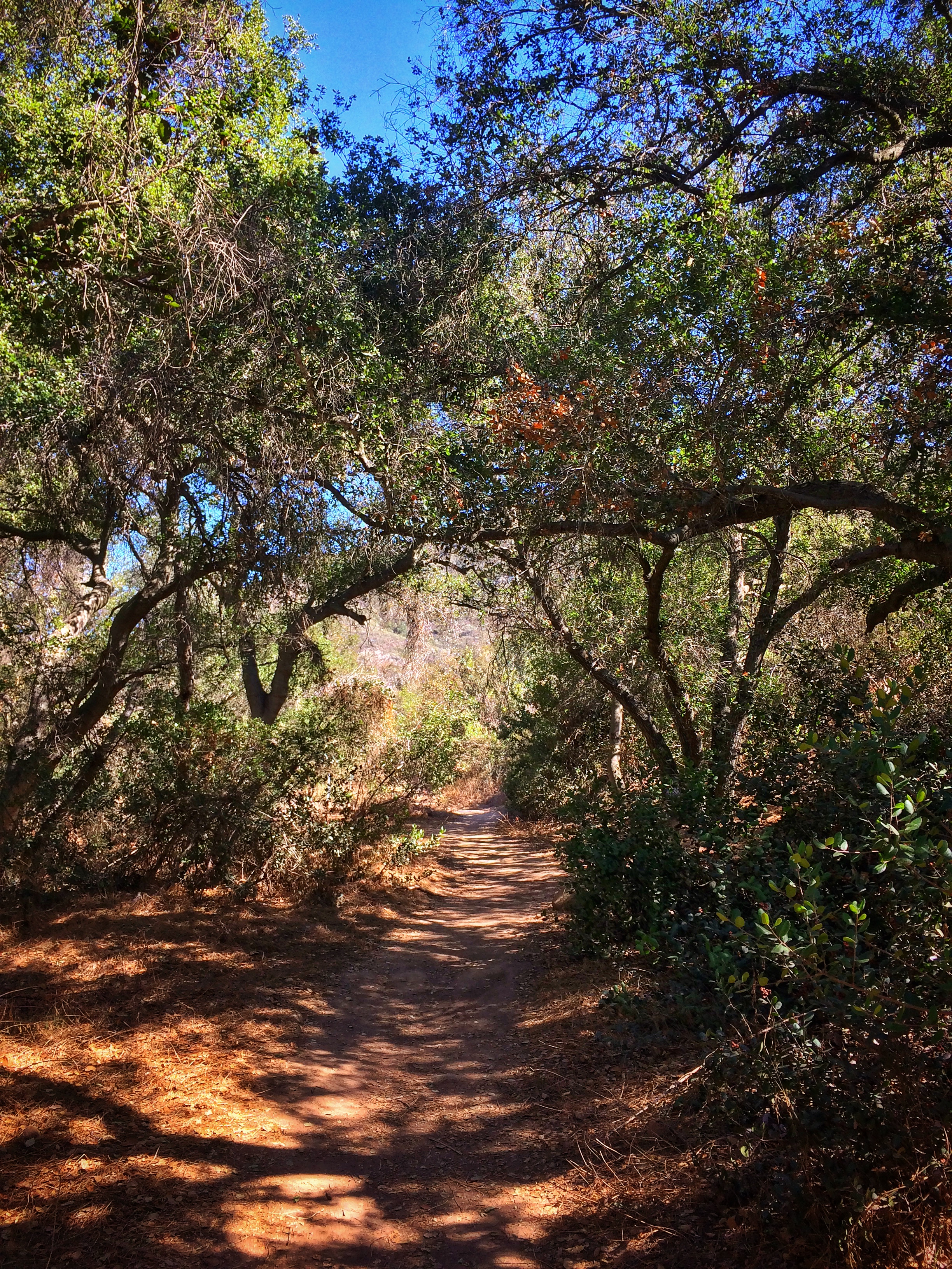 Elfin Forest, a place with many legends, but few facts.
