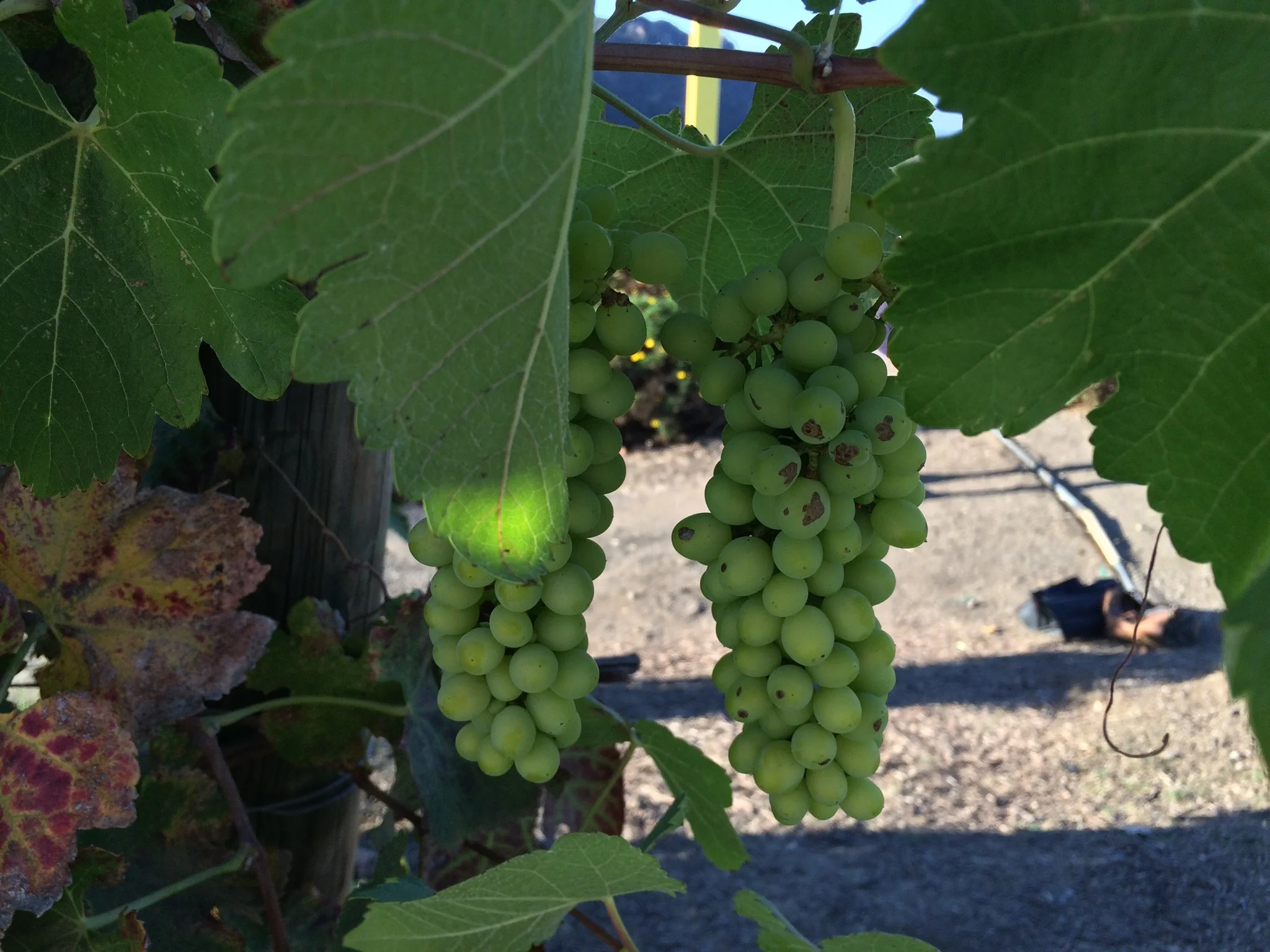 Review: Malibu Wine Hikes
