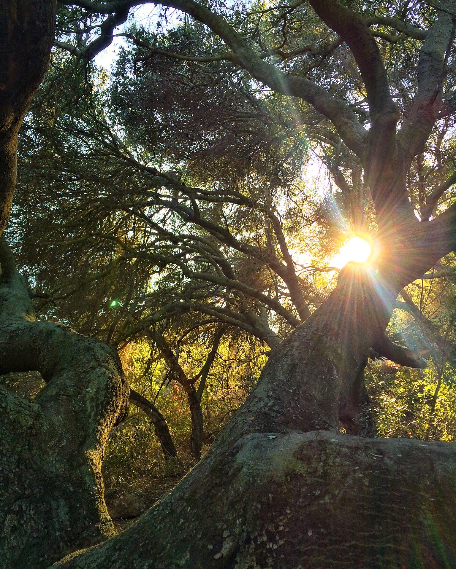 The "Tree of Life" is an iconic destination that all hikers stop at along their tour.