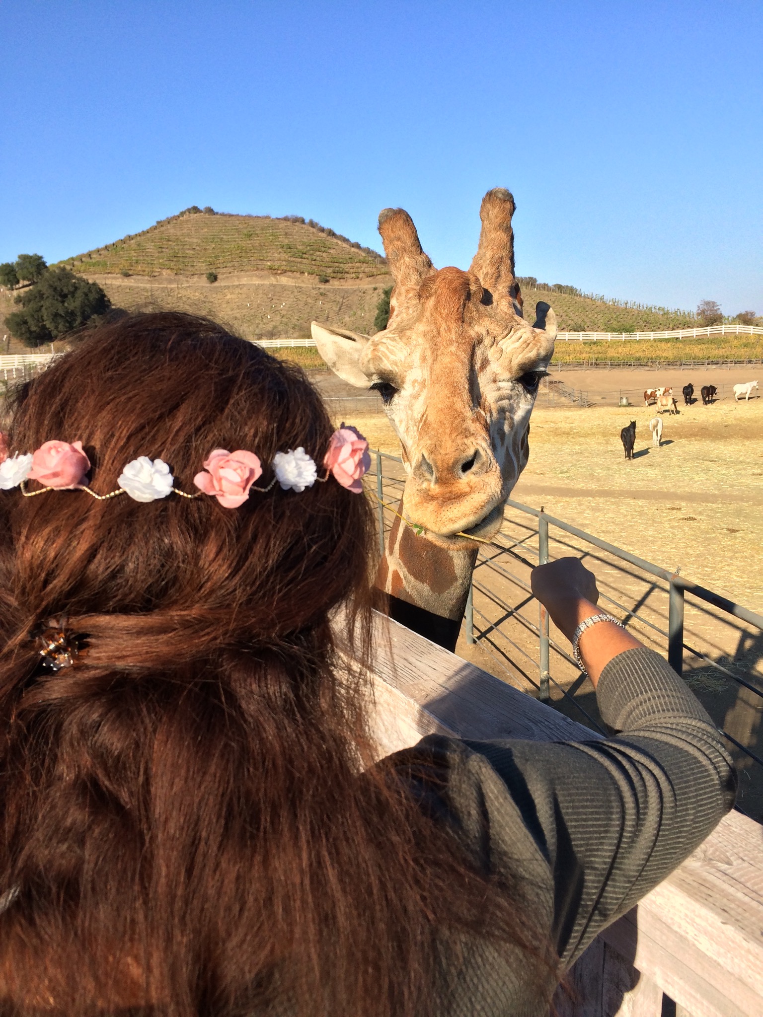 Stanley, the Giraffe is a celebrity in his own right, an a must-visit on a Malibu Wine Hike
