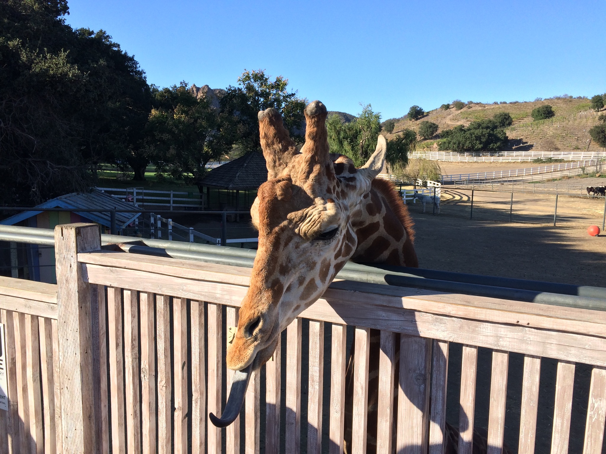 As a movie star, Stanley has his own quirks, but is quite personable!