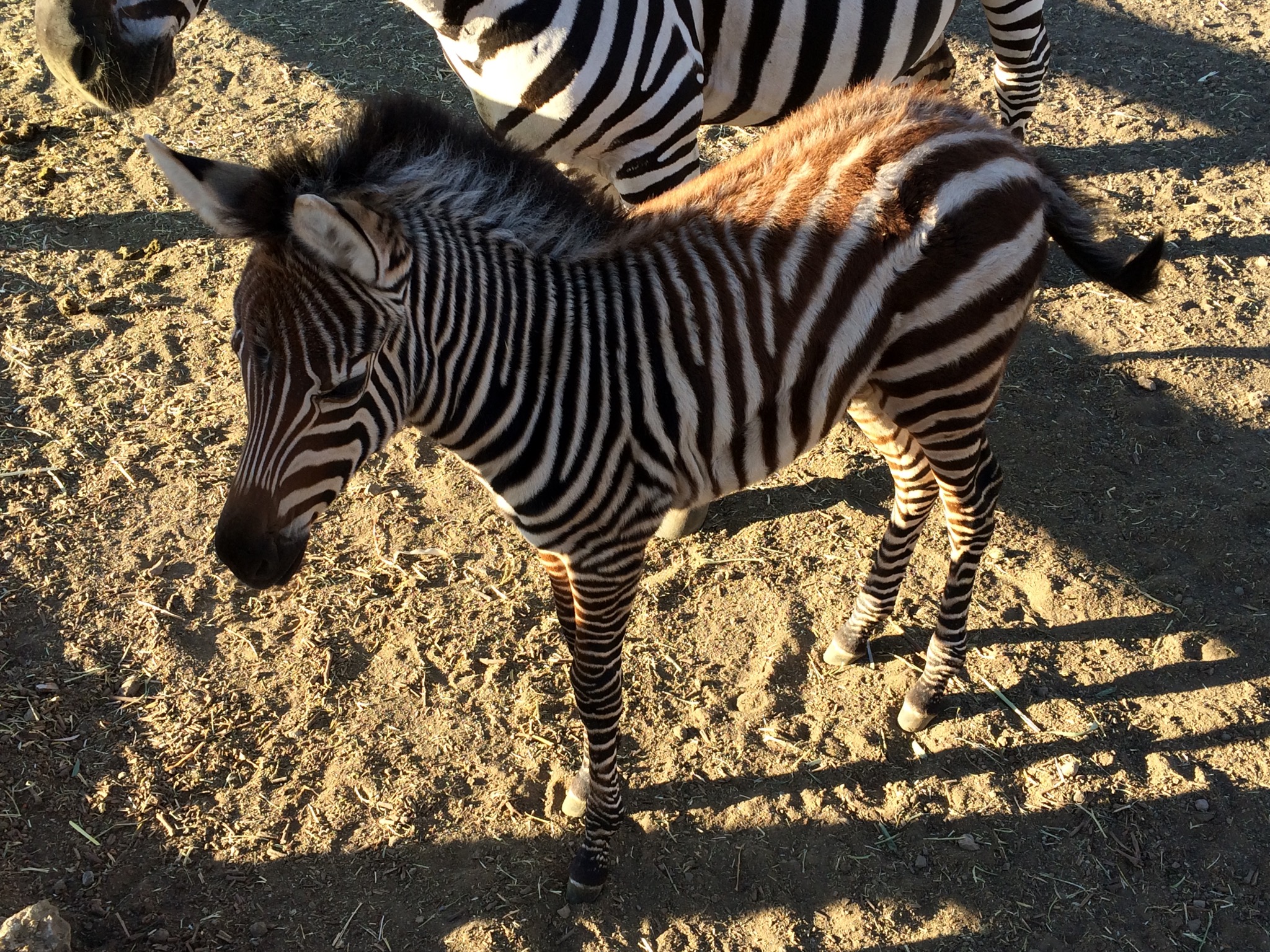 In addition to Stanley, Saddlerock Ranch has zebras, llamas, and camels that one can see on a hike.