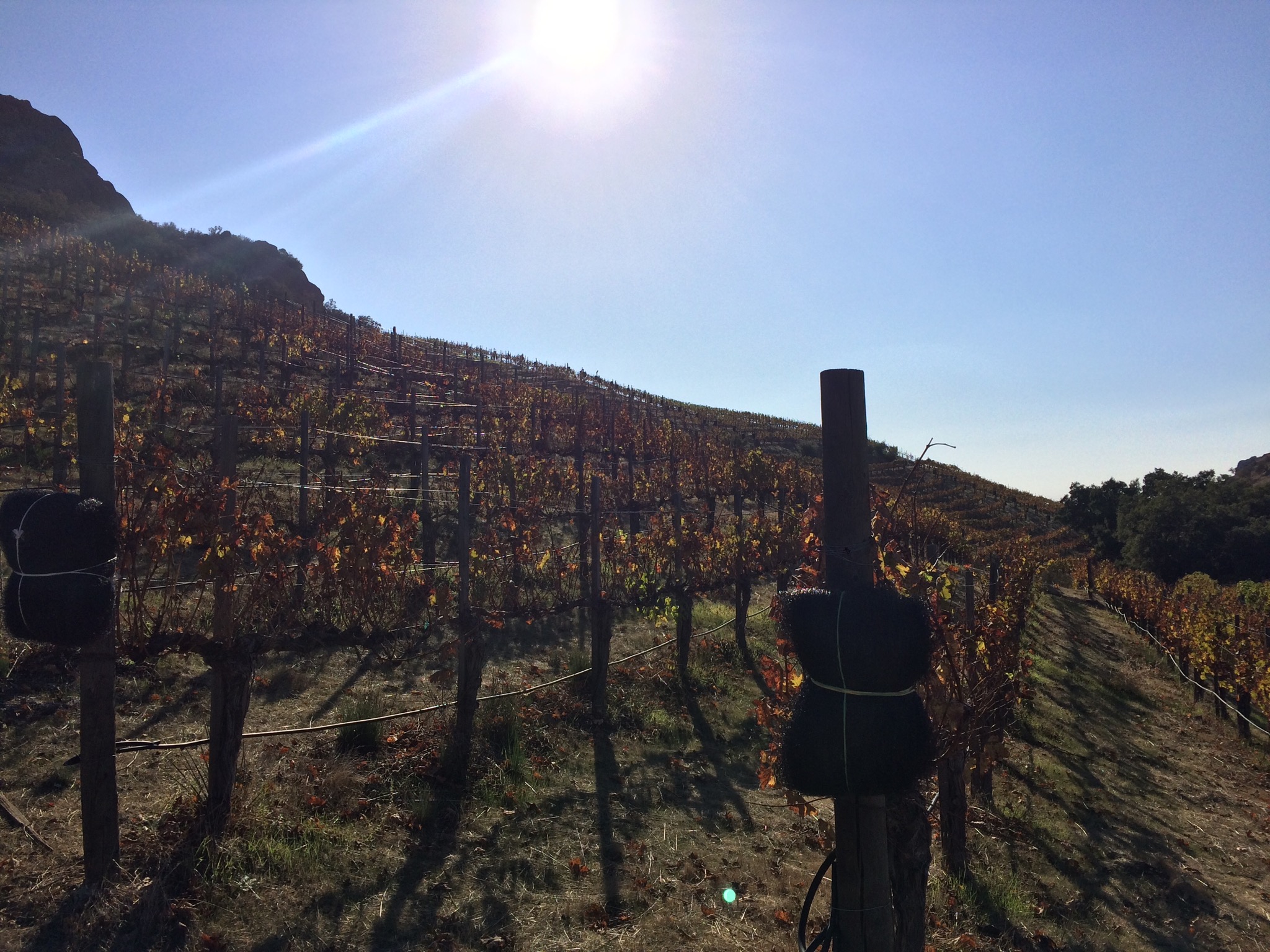 Each hike allows visitors to get up close and personal with the grapes and vines of Malibu Wines.