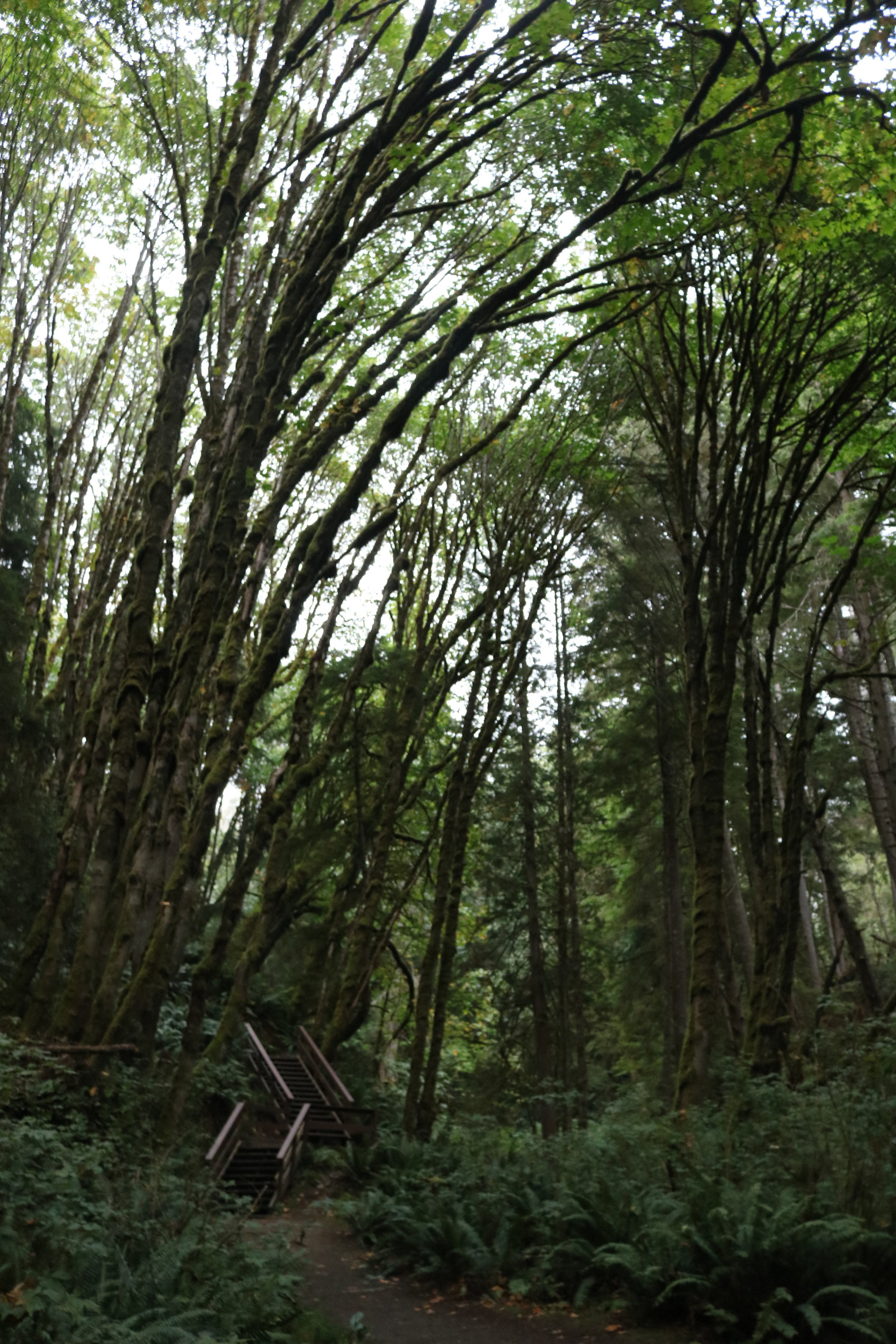 French Beach Provincial Park also features some short - but unique hiking trails.