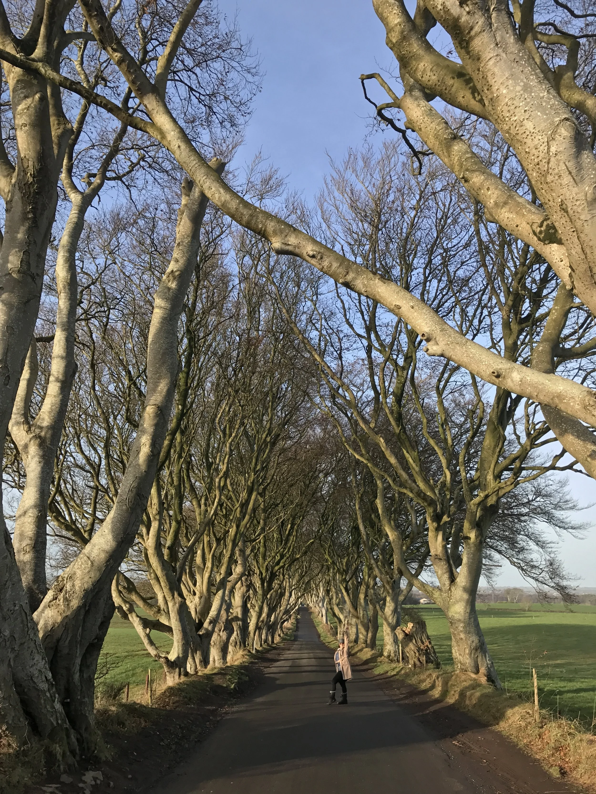 The Dark Hedges
