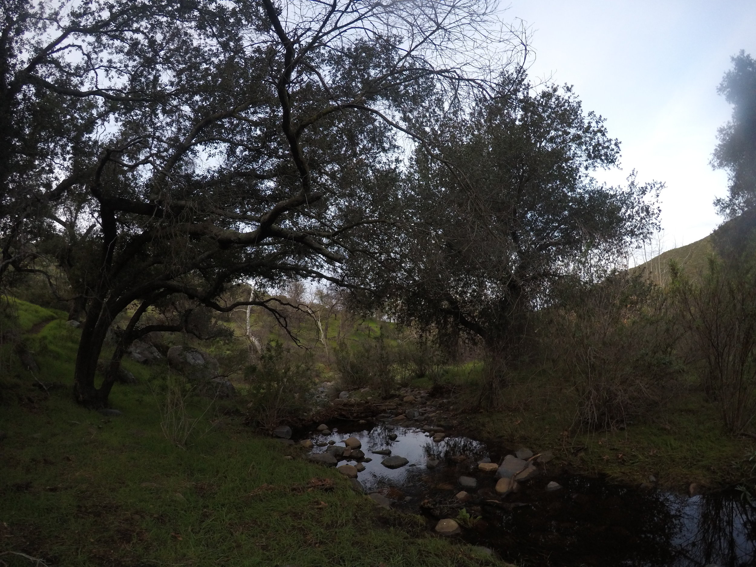 Hollenbeck Canyon, during the wet winter and spring months.