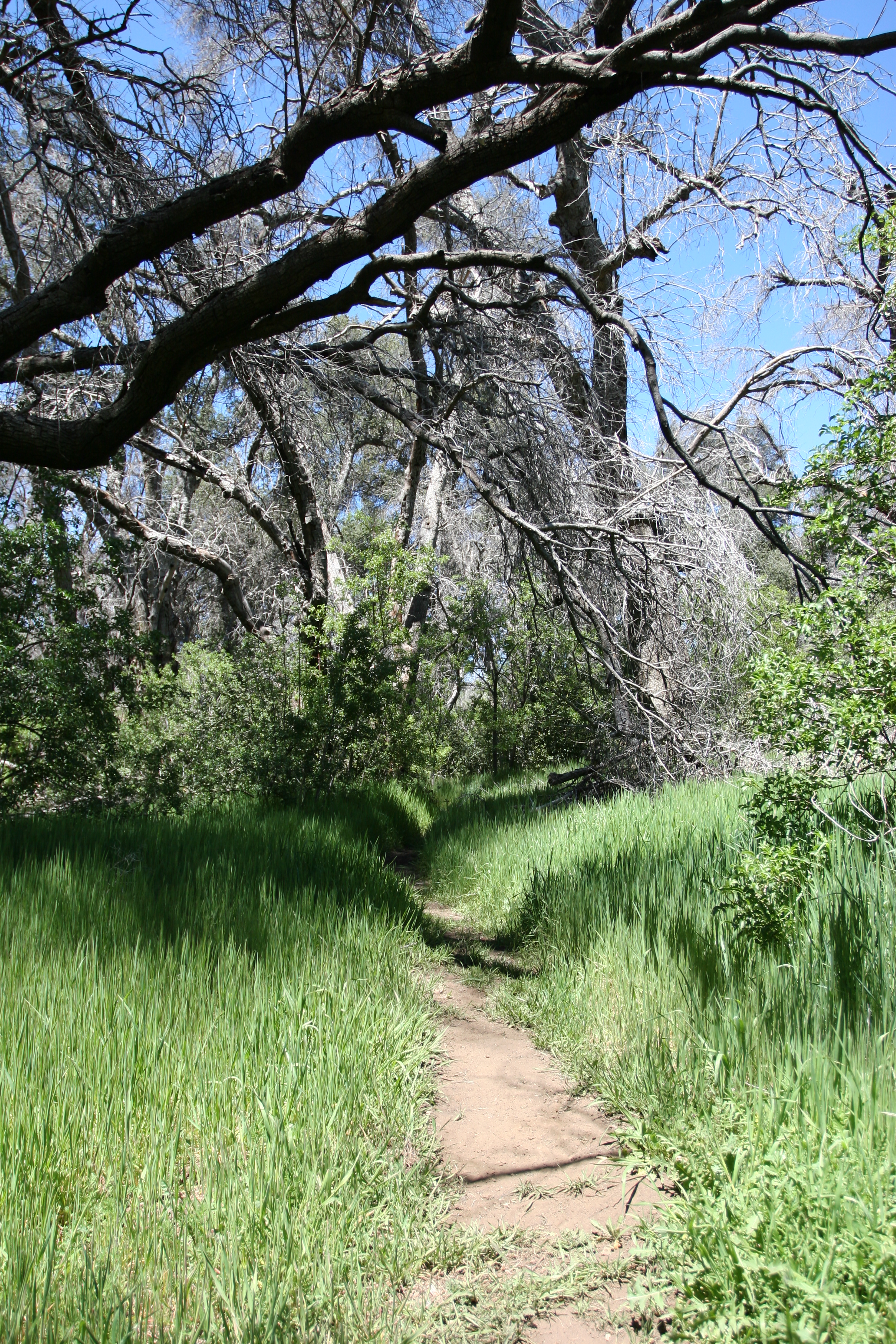 The trail to Harper's Creek and Falls leads through and along some pristine meadows and forests.