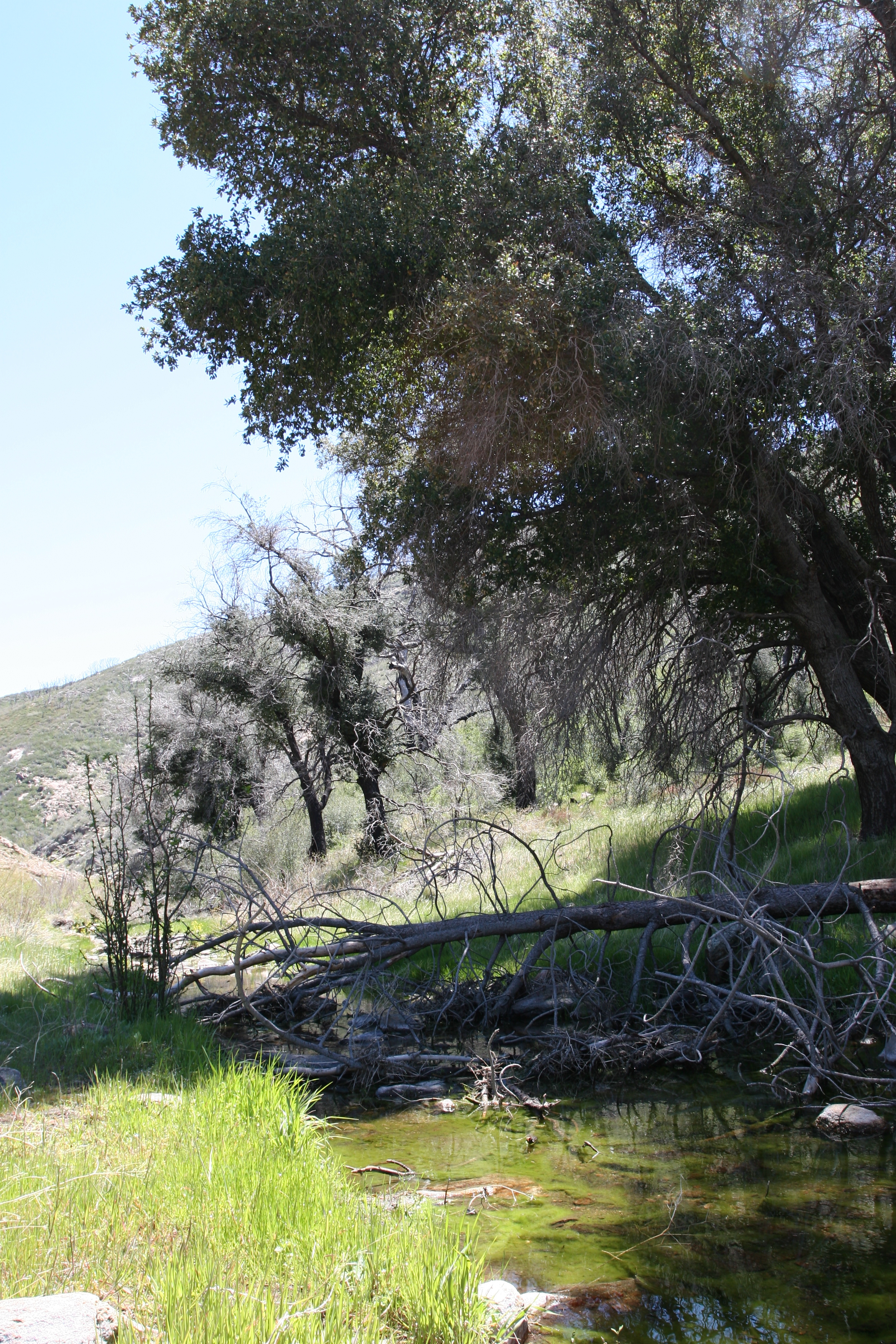 Harper's Creek is a fun seasonal water source to explore.