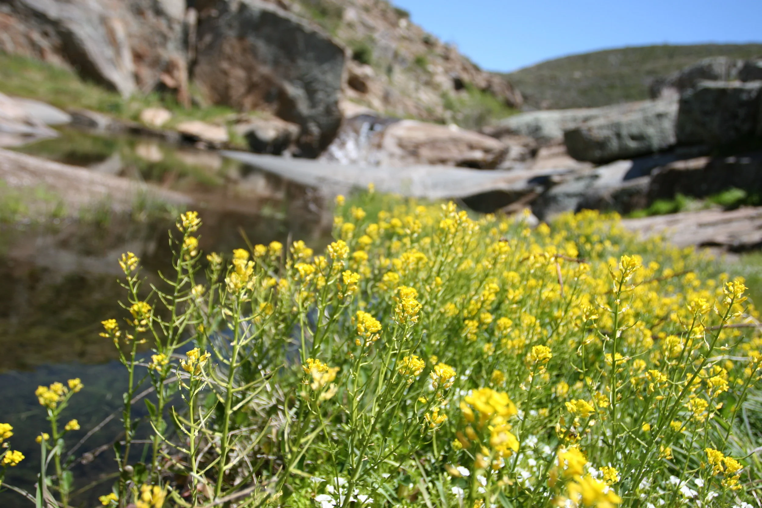 This area is a great spot to see spring wildflowers alongside the creek.