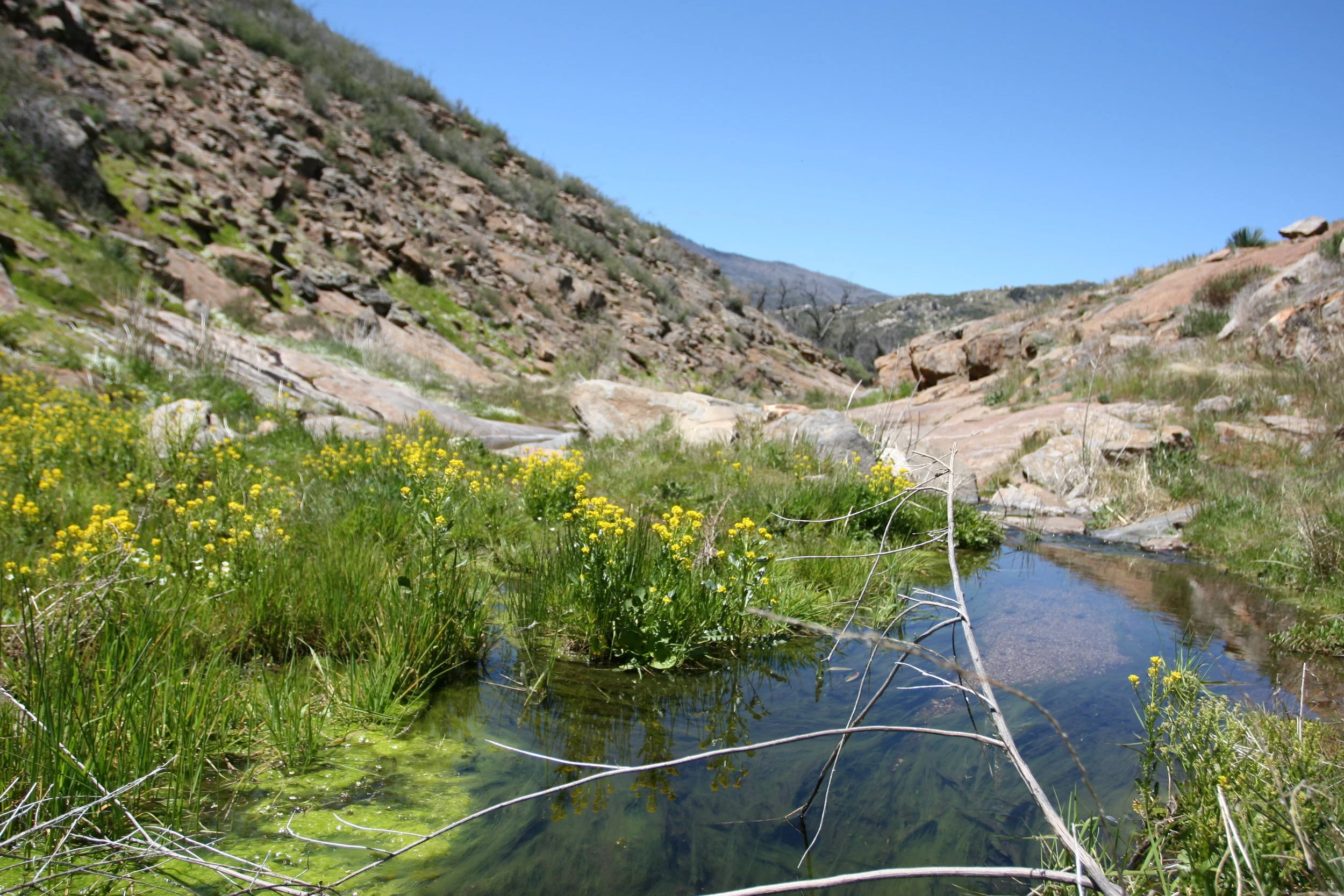 East Side Trail to Harper's Creek