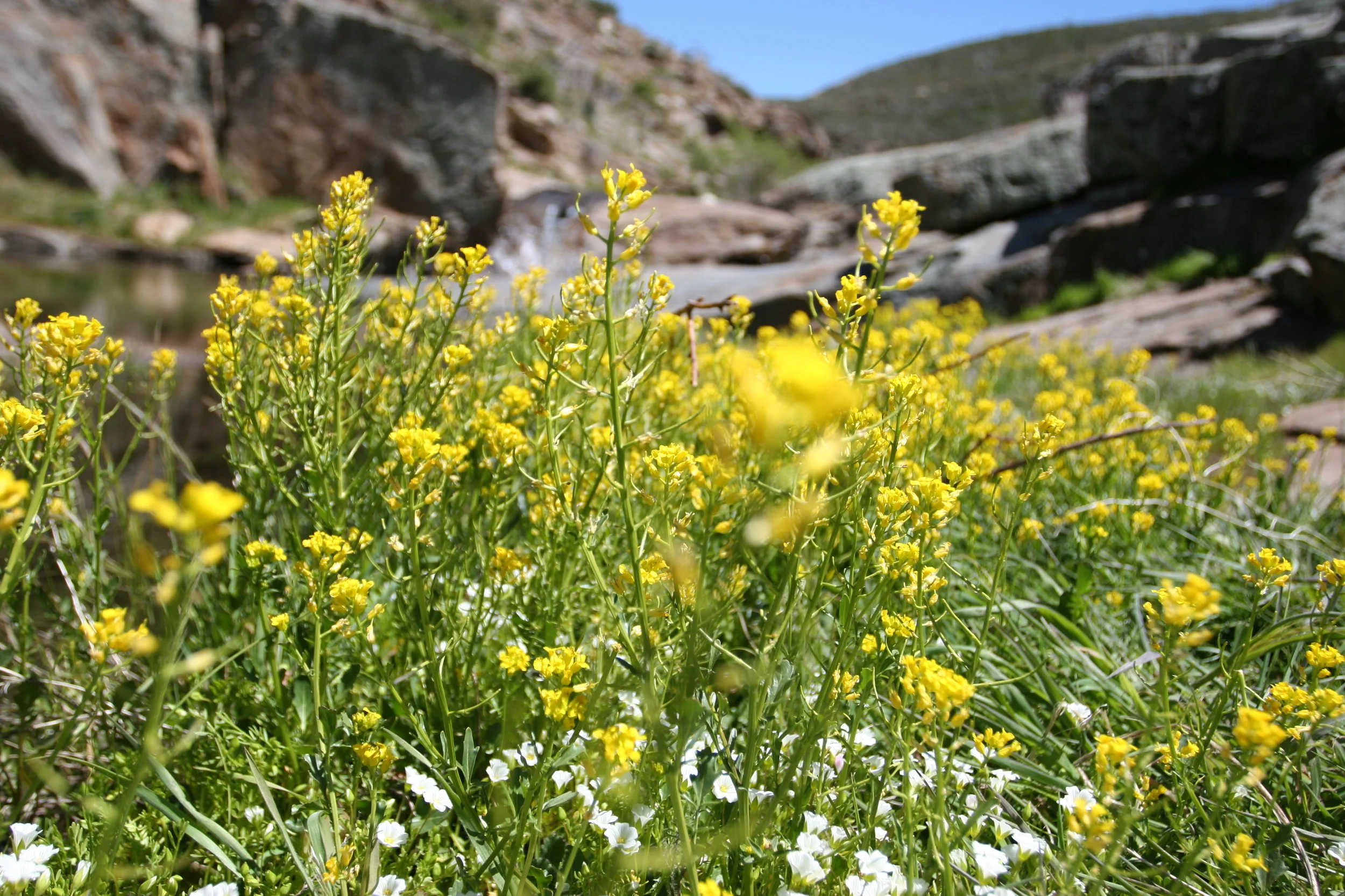 Harper's Creek is also a great spot to see wildflowers during the spring.