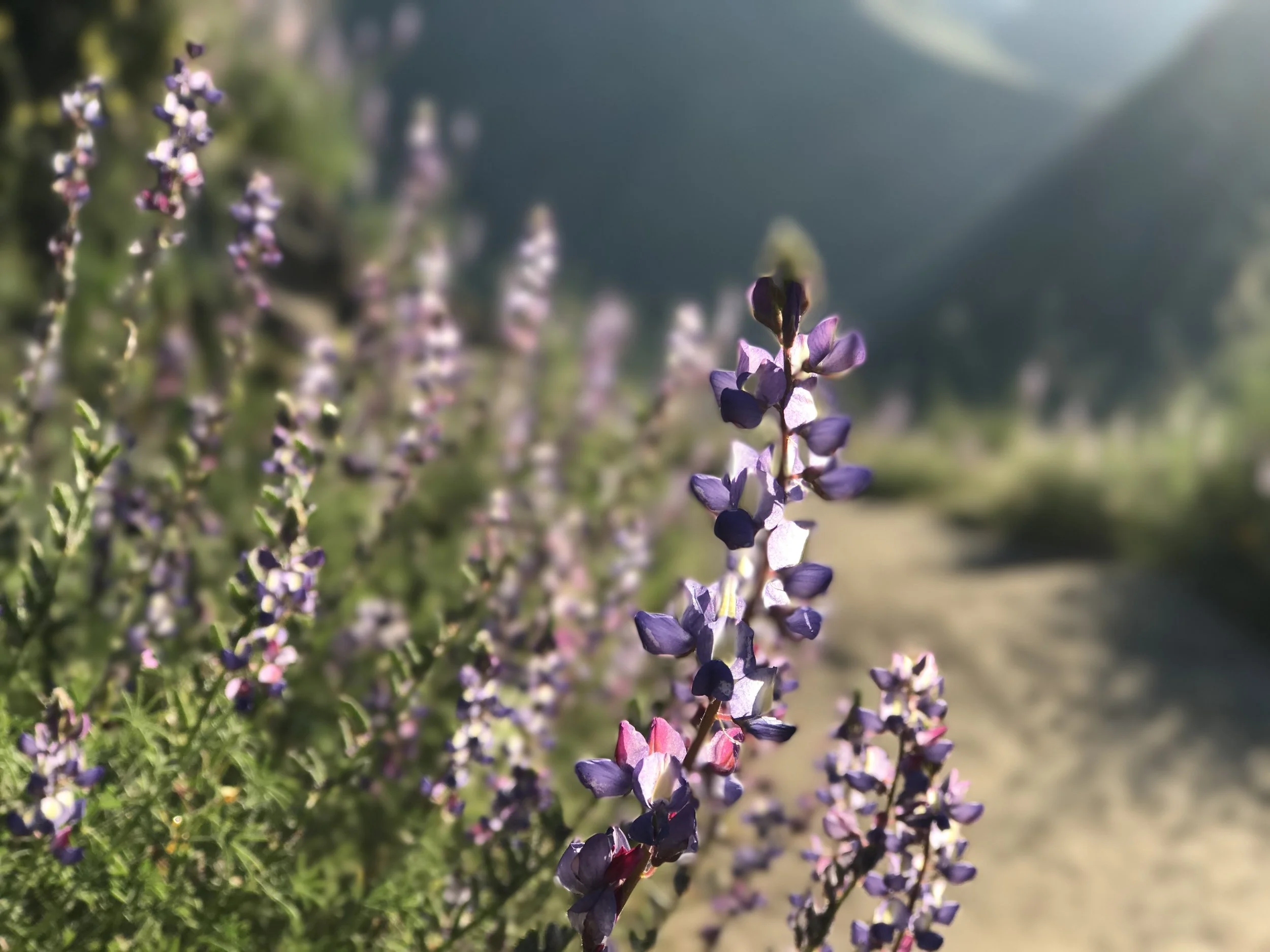 Depending on the time of year, the hike to Cedar Creek Falls also features a number of wildflowers.