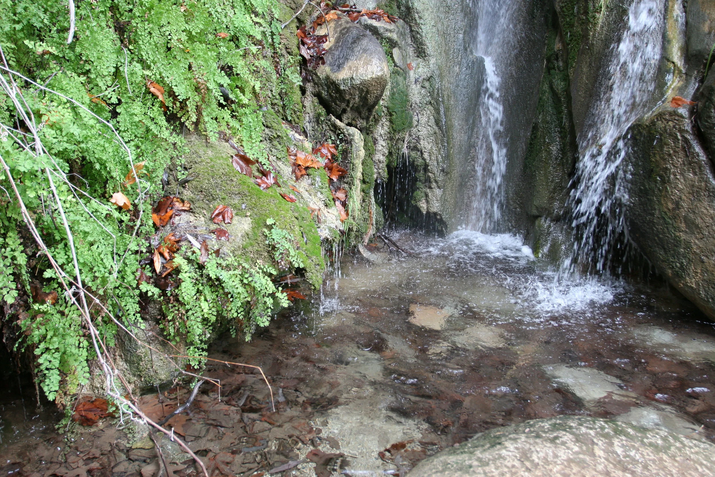 Maidenhair Falls in Hellhole Canyon is a great spot to visit, and see desert wildlife.