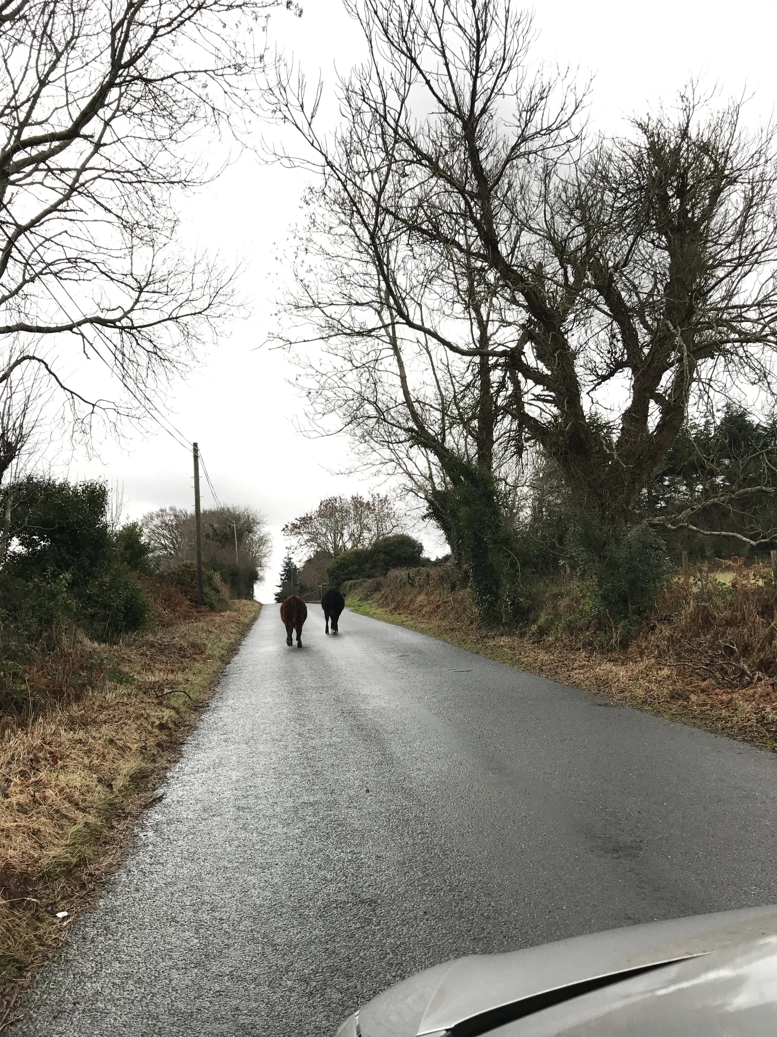 Driving Ireland's country roads also sometimes means being prepared for all types of traffic.