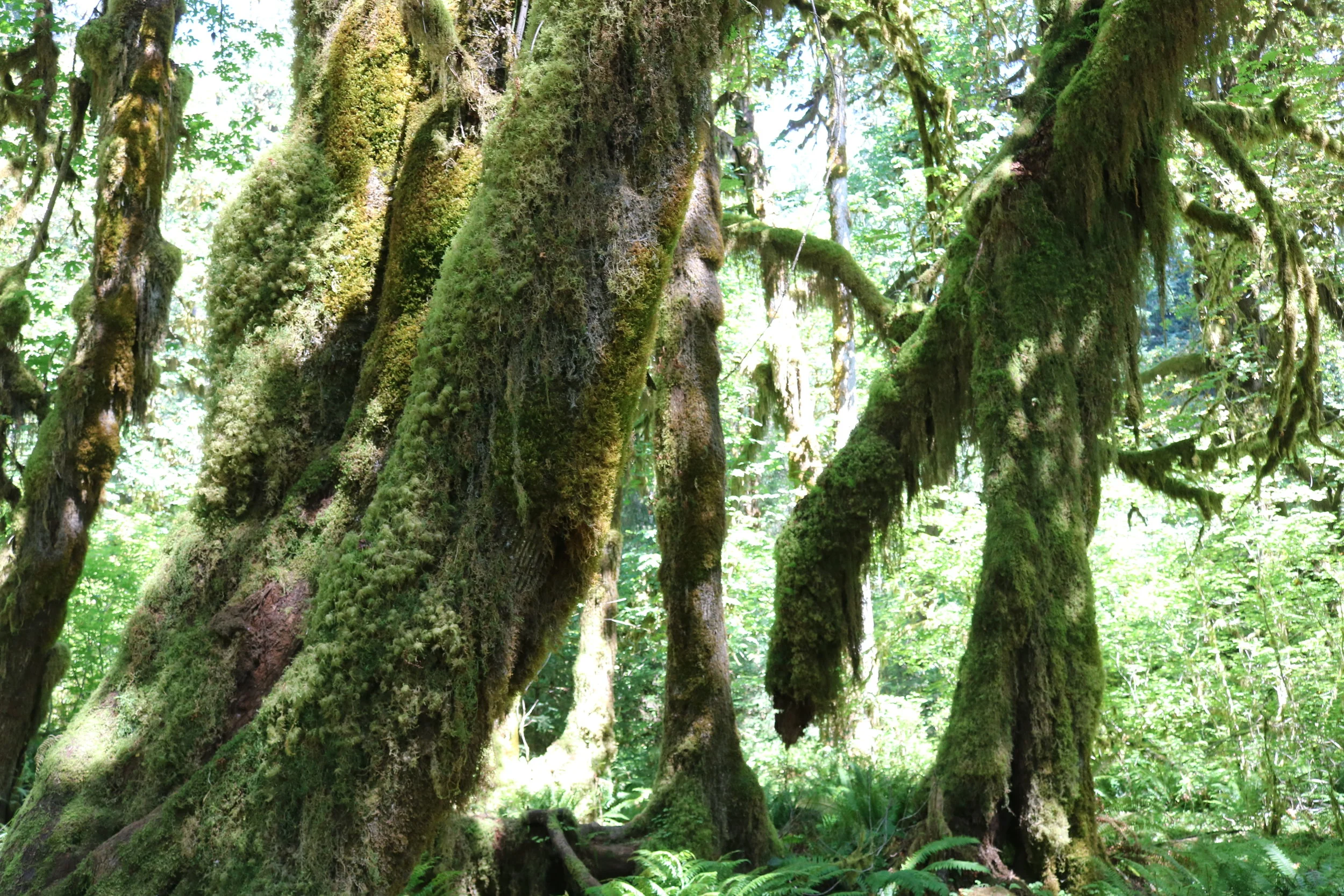 Olympic National Park is home to one of the largest collections of different mosses.