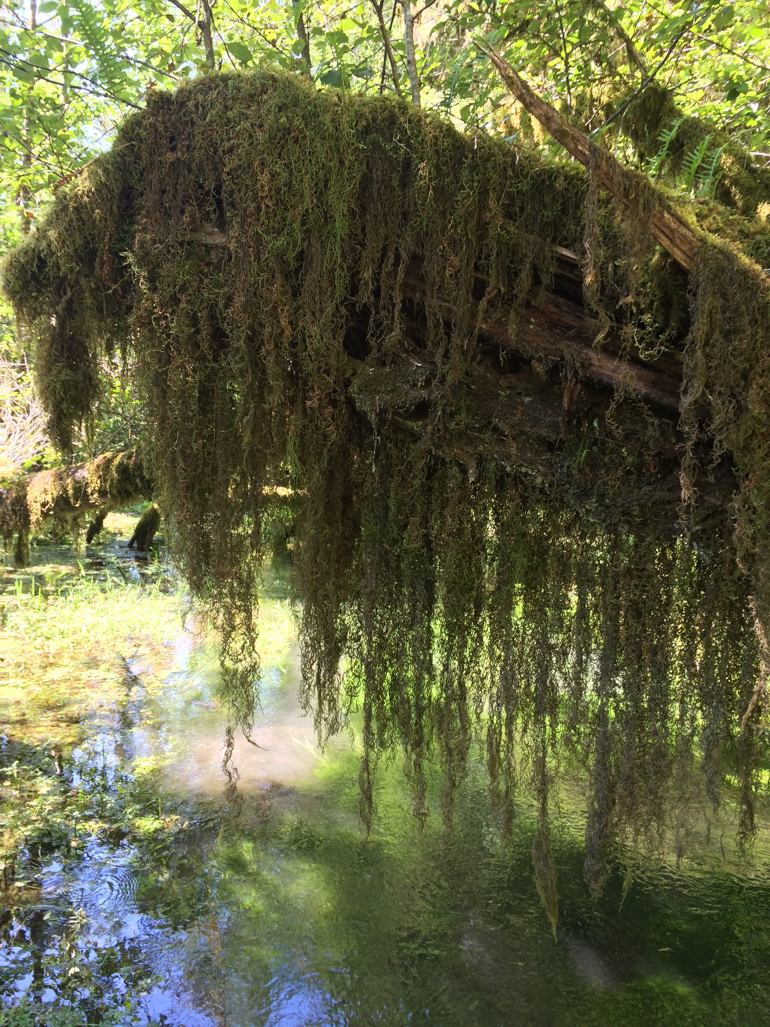 From the beginning of the trail, the Hall of Mosses makes the visitor feel like they have stepped into another time.