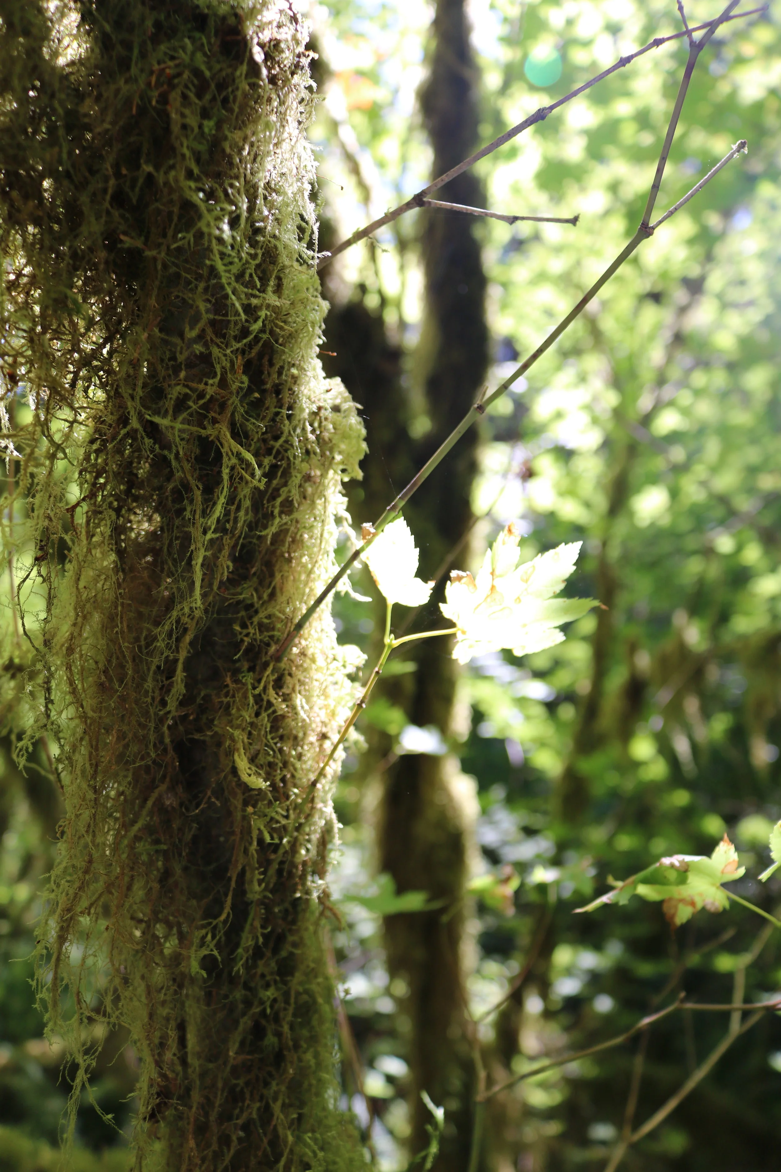 Epiphytes are plants that live on other plants without causing damage. Along the Hall of Mosses trail, one can view innumerable epiphytes.