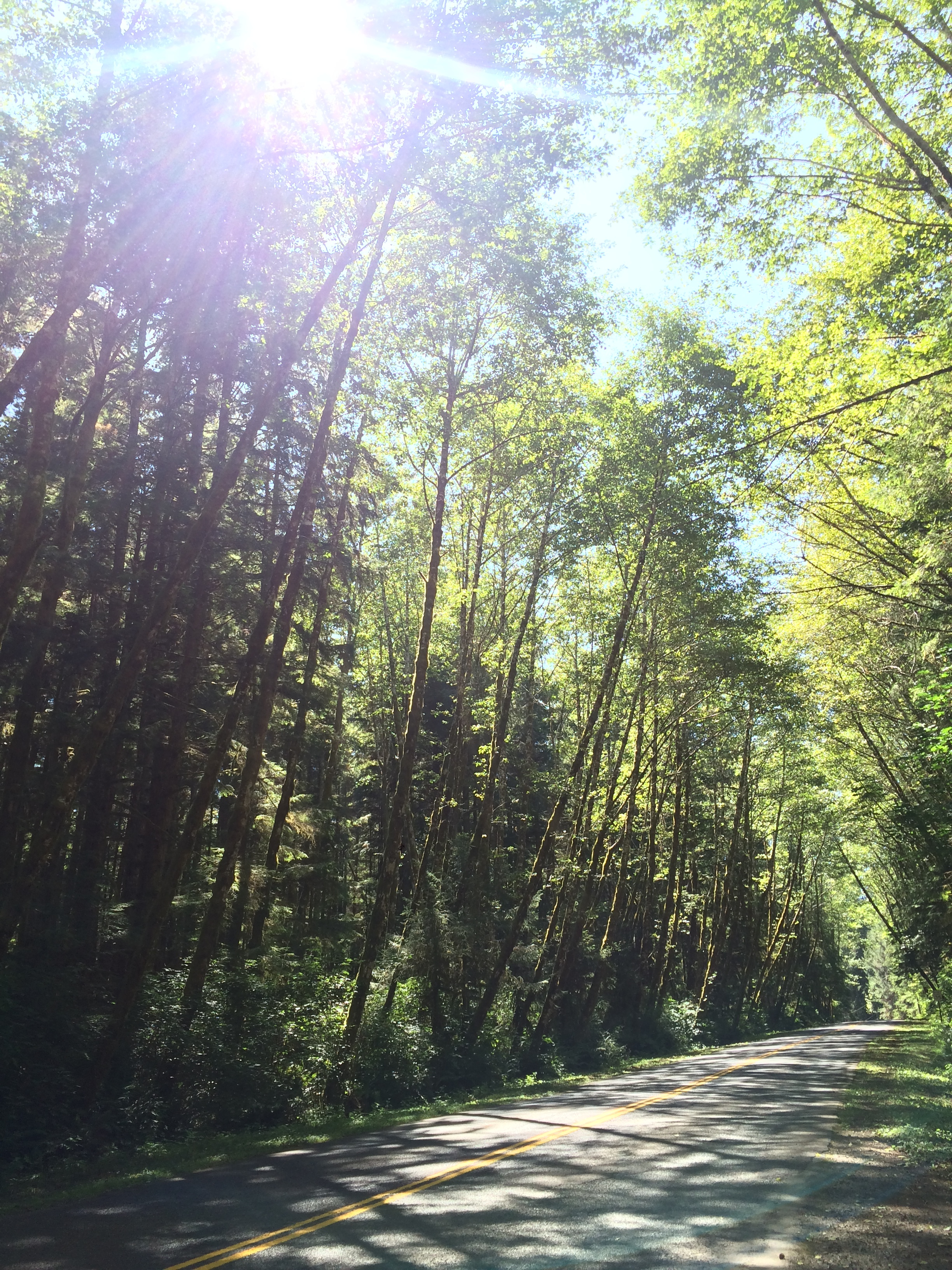 The Upper Hoh Road is also a scenic drive that should be enjoyed by visitors to Olympic National Park.