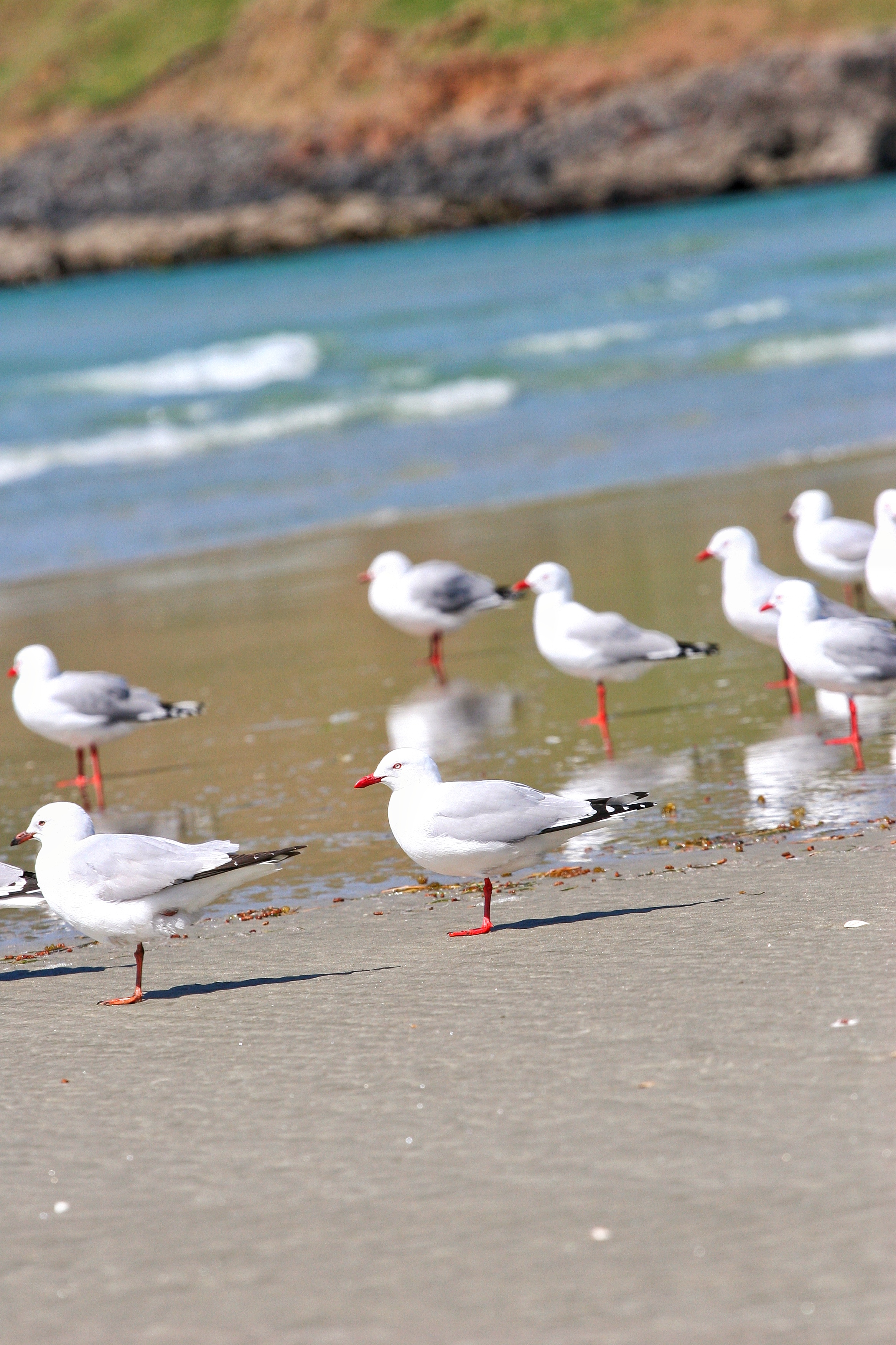 Victory Beach is a great spot for wildlife viewing on the Otago Peninsula