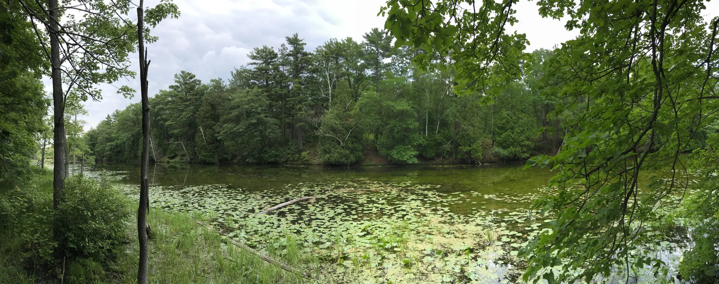 Hickory Trail