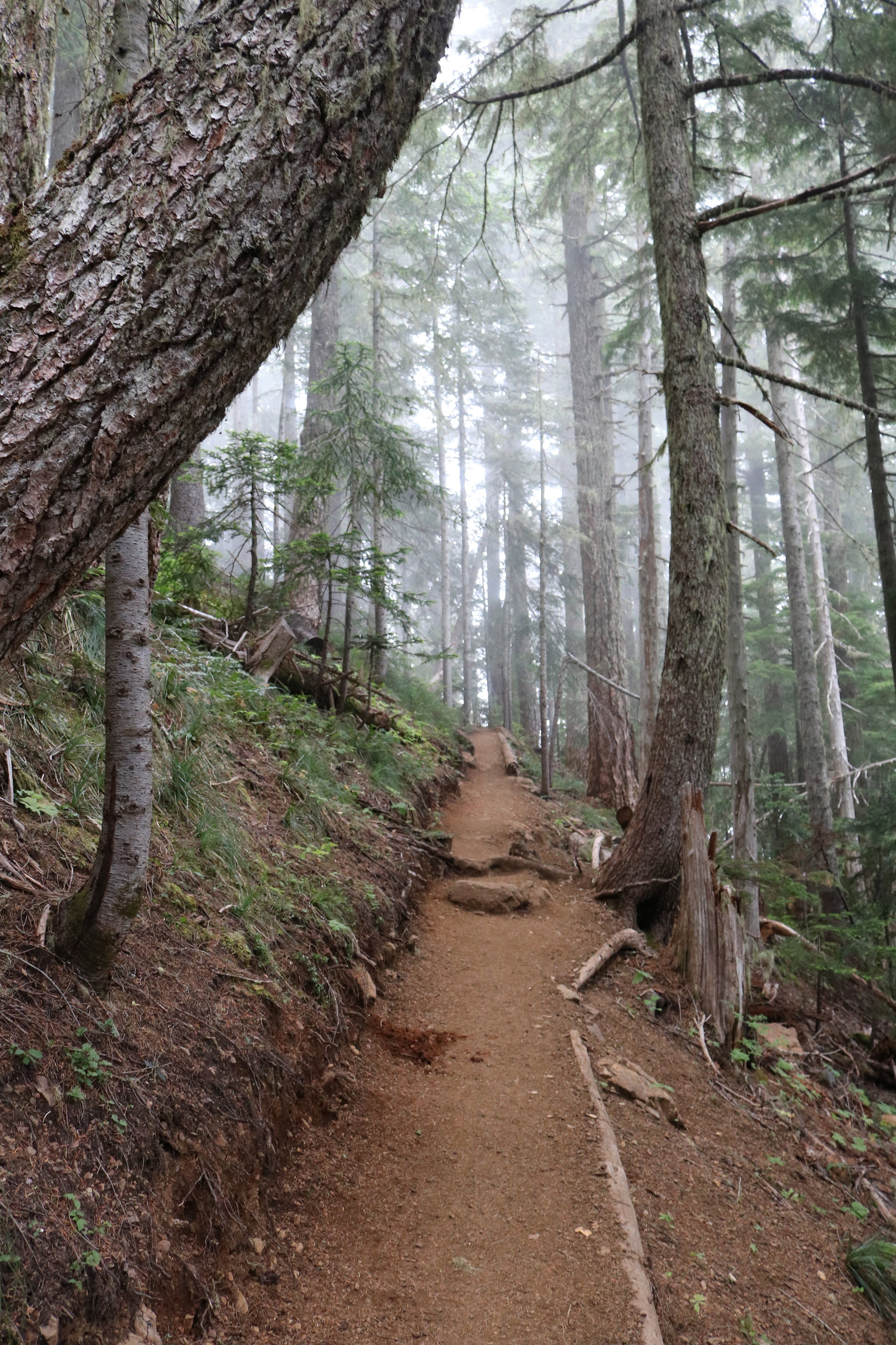 For the first third of a mile, the trail ascends through forested switchbacks. 