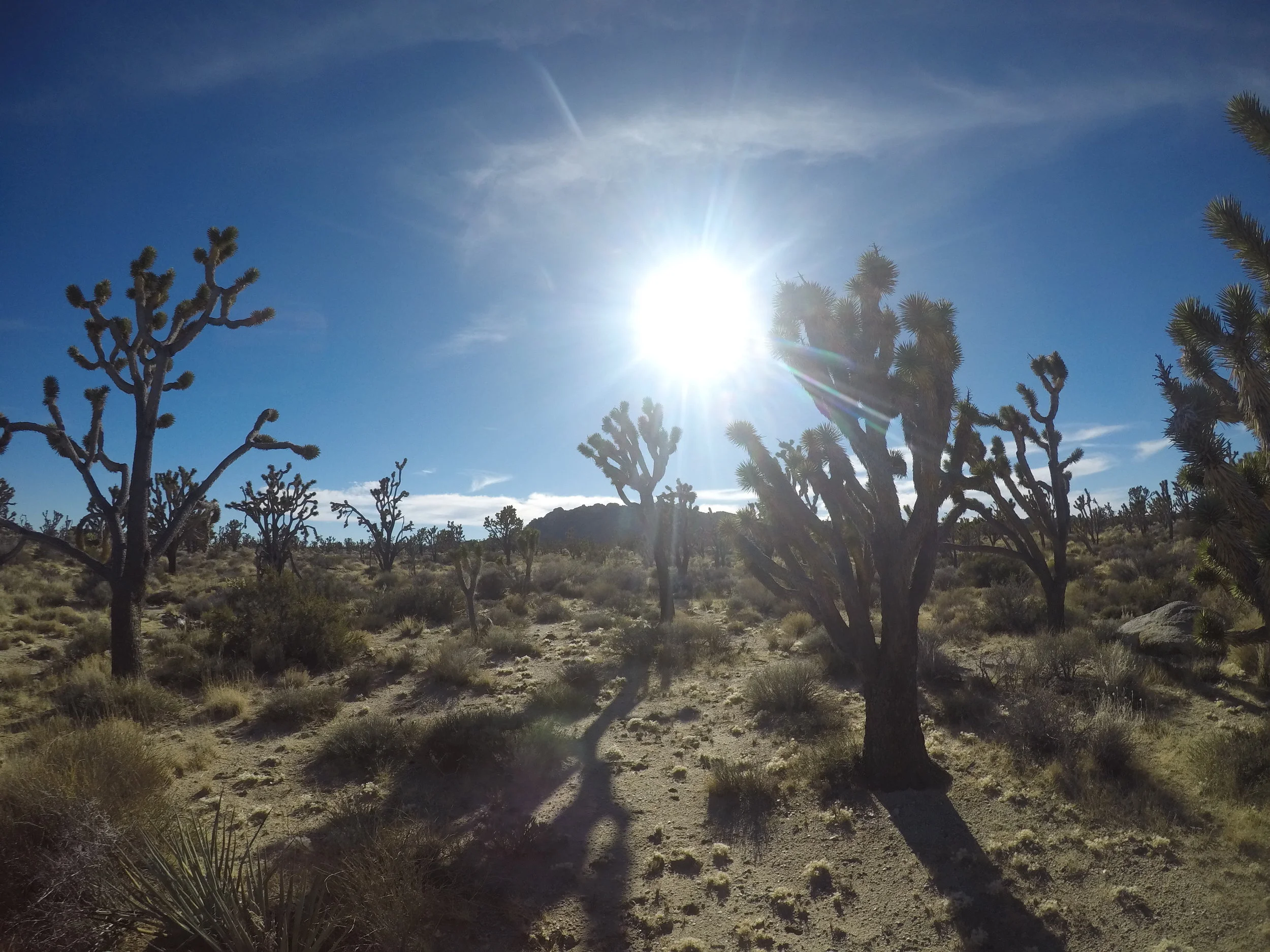 Mojave Memorial Cross