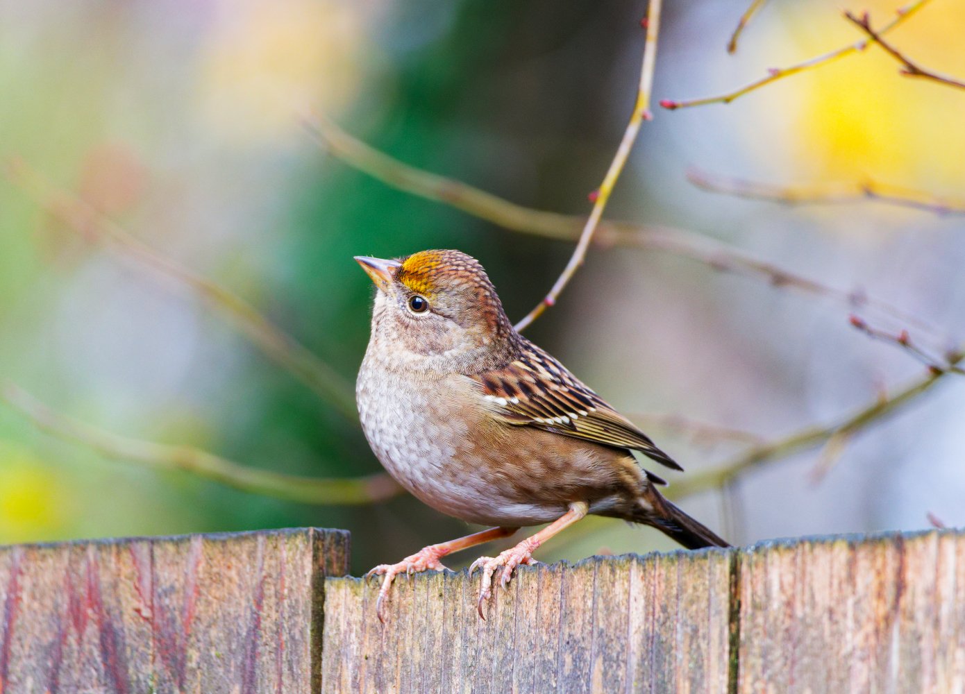 Gold-crowned sparrow