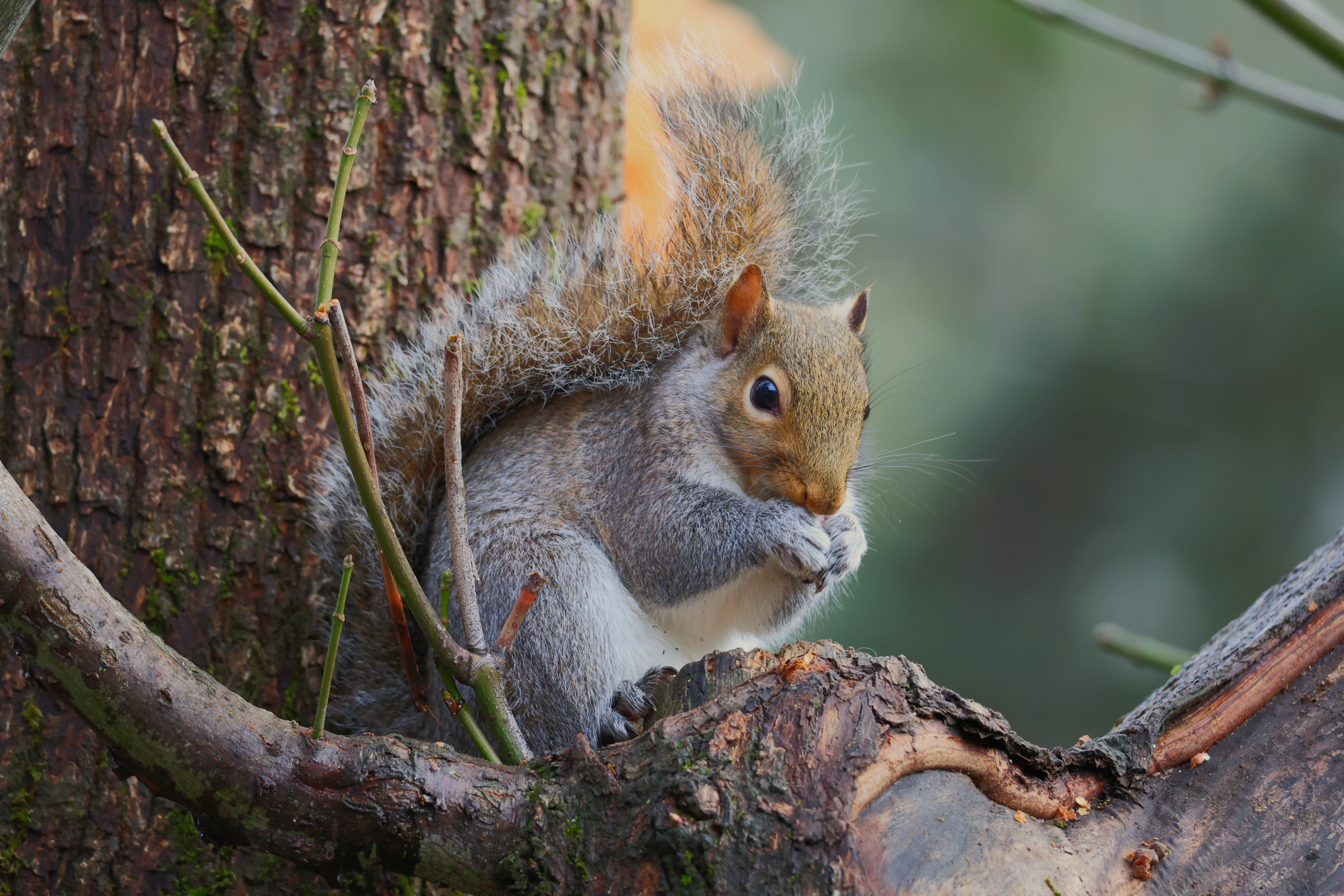 Proboscis squirrel