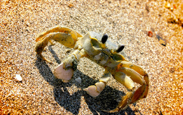 Angry_Crab.jpg