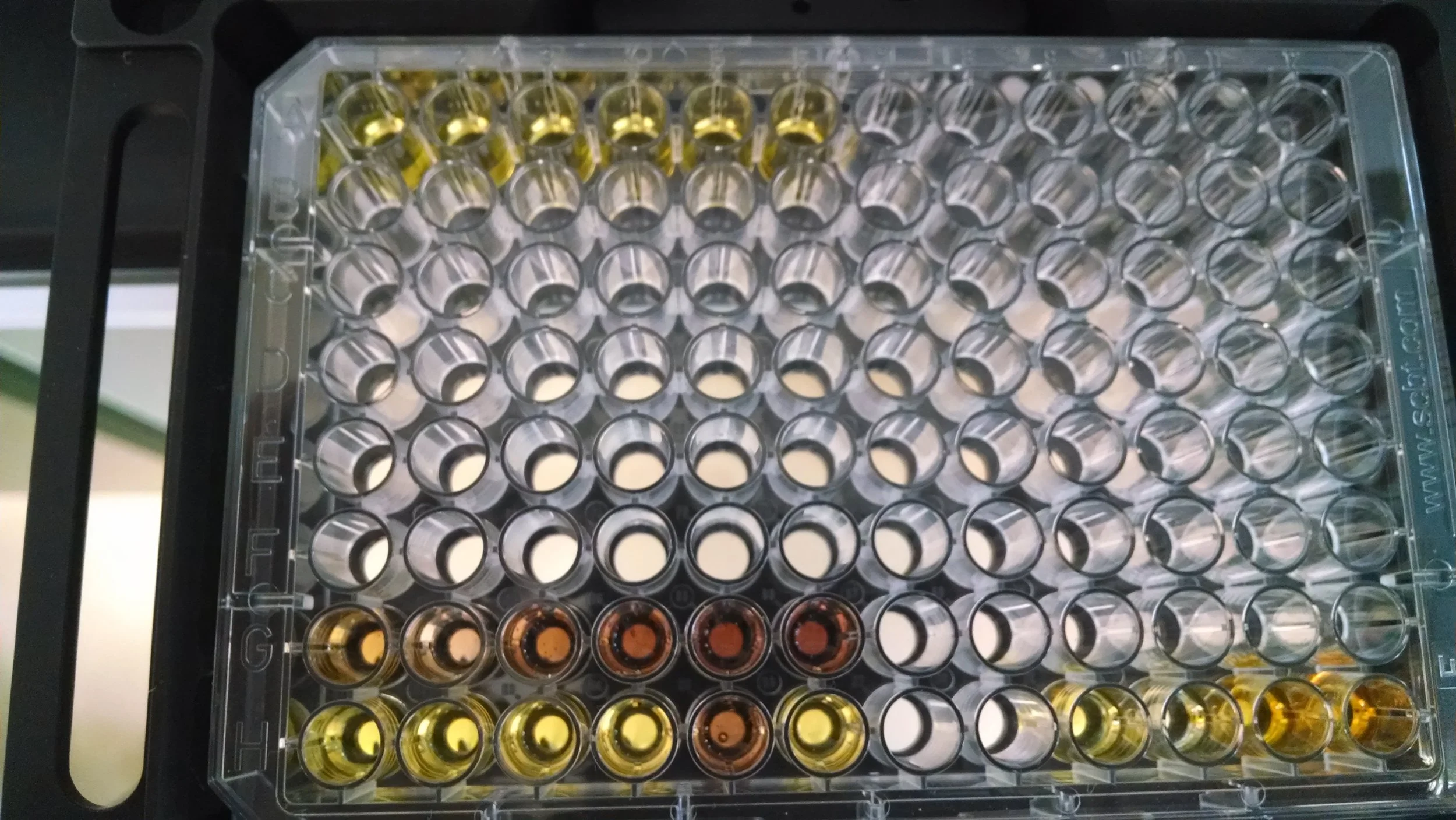 Microplate_with_reagents.jpg