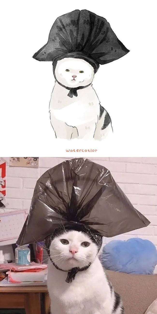 cat memes.jpg