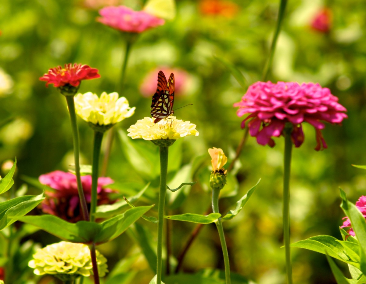 nature_01.jpg