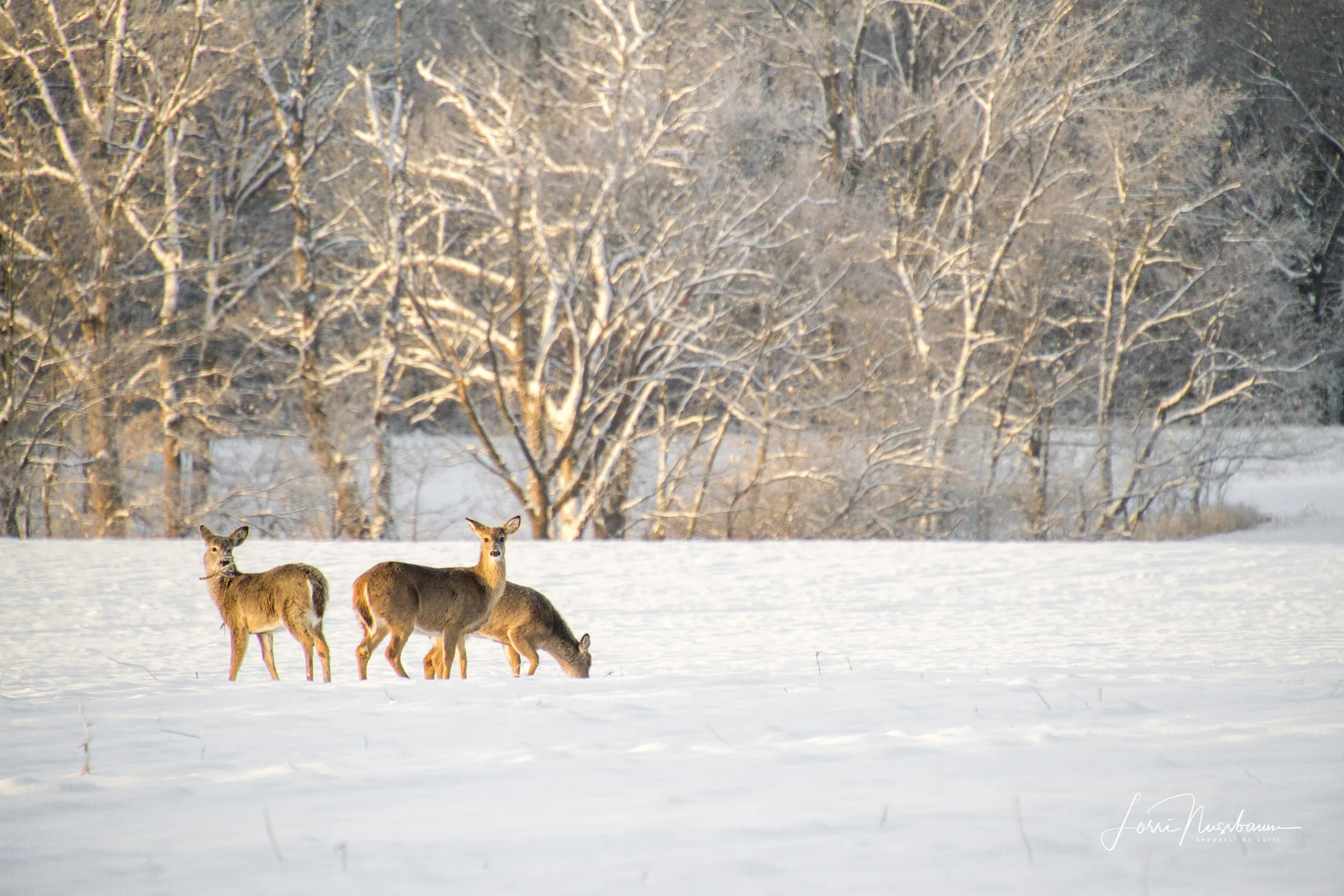 _MG_5902.jpg