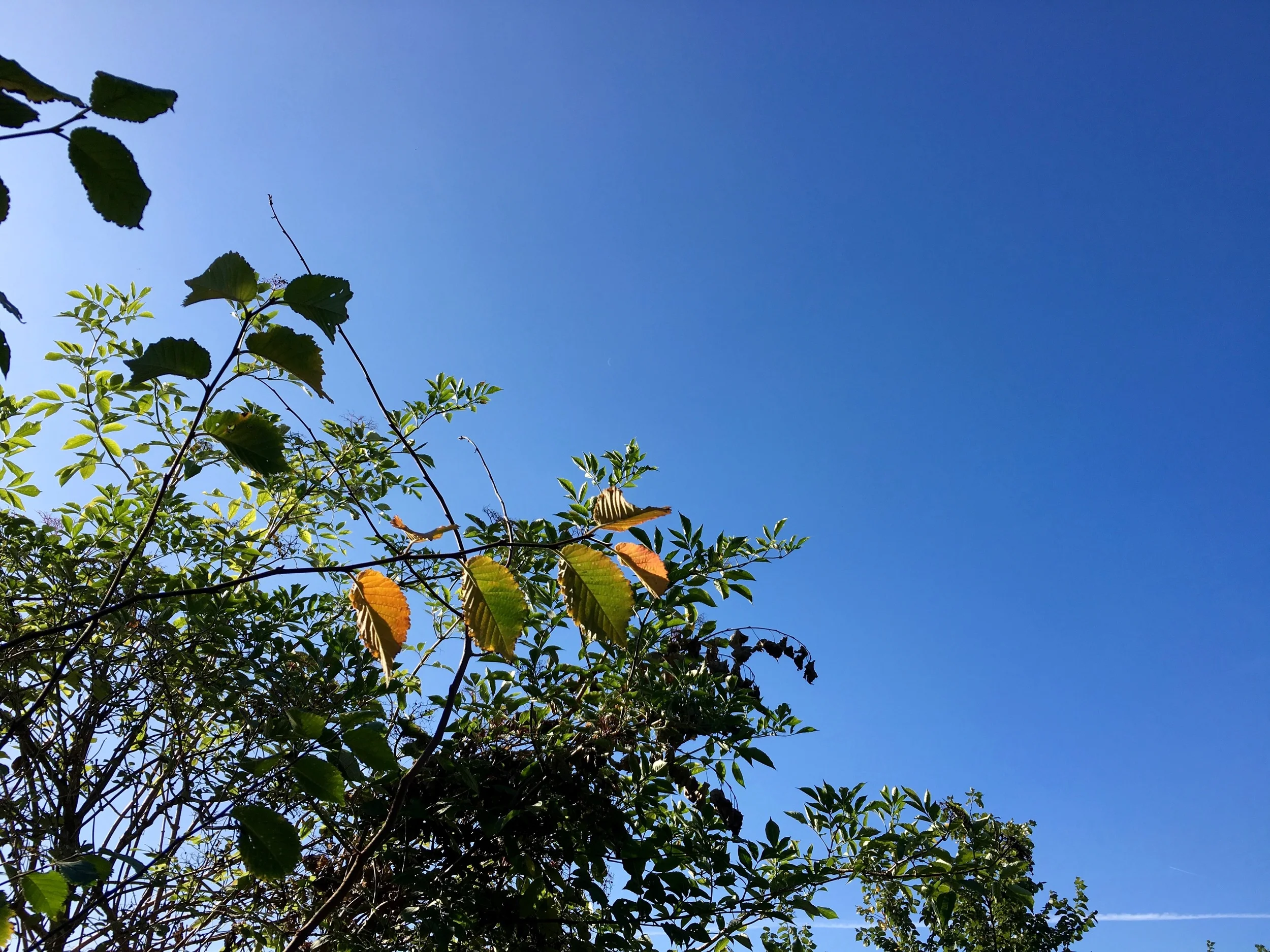 Leigh-on-Sea - October 2015 - iPhone 6s Photos