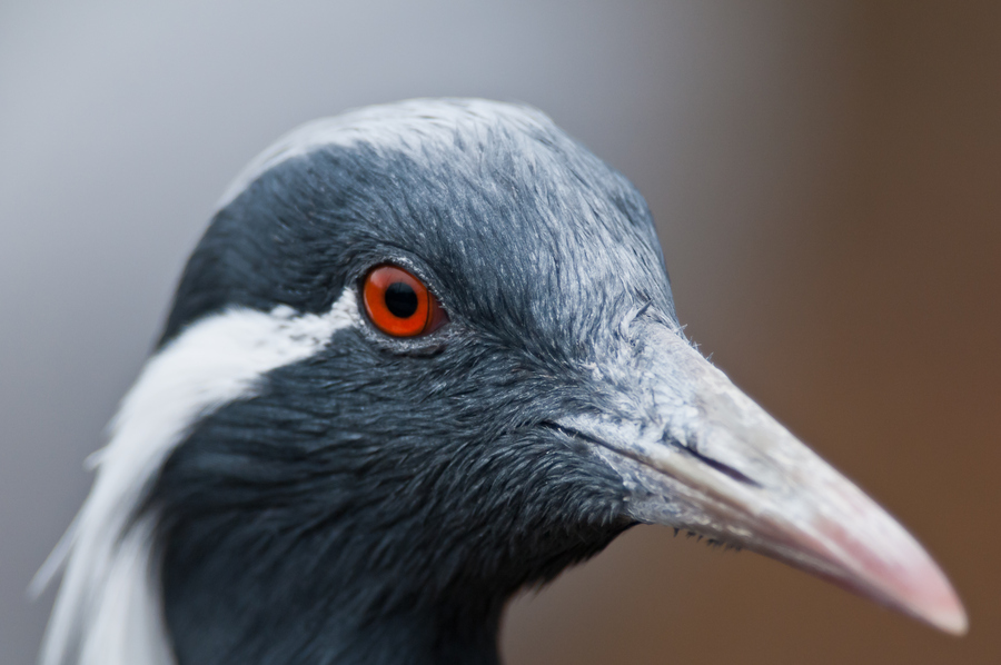 Sylvan Heights Waterfowl Park